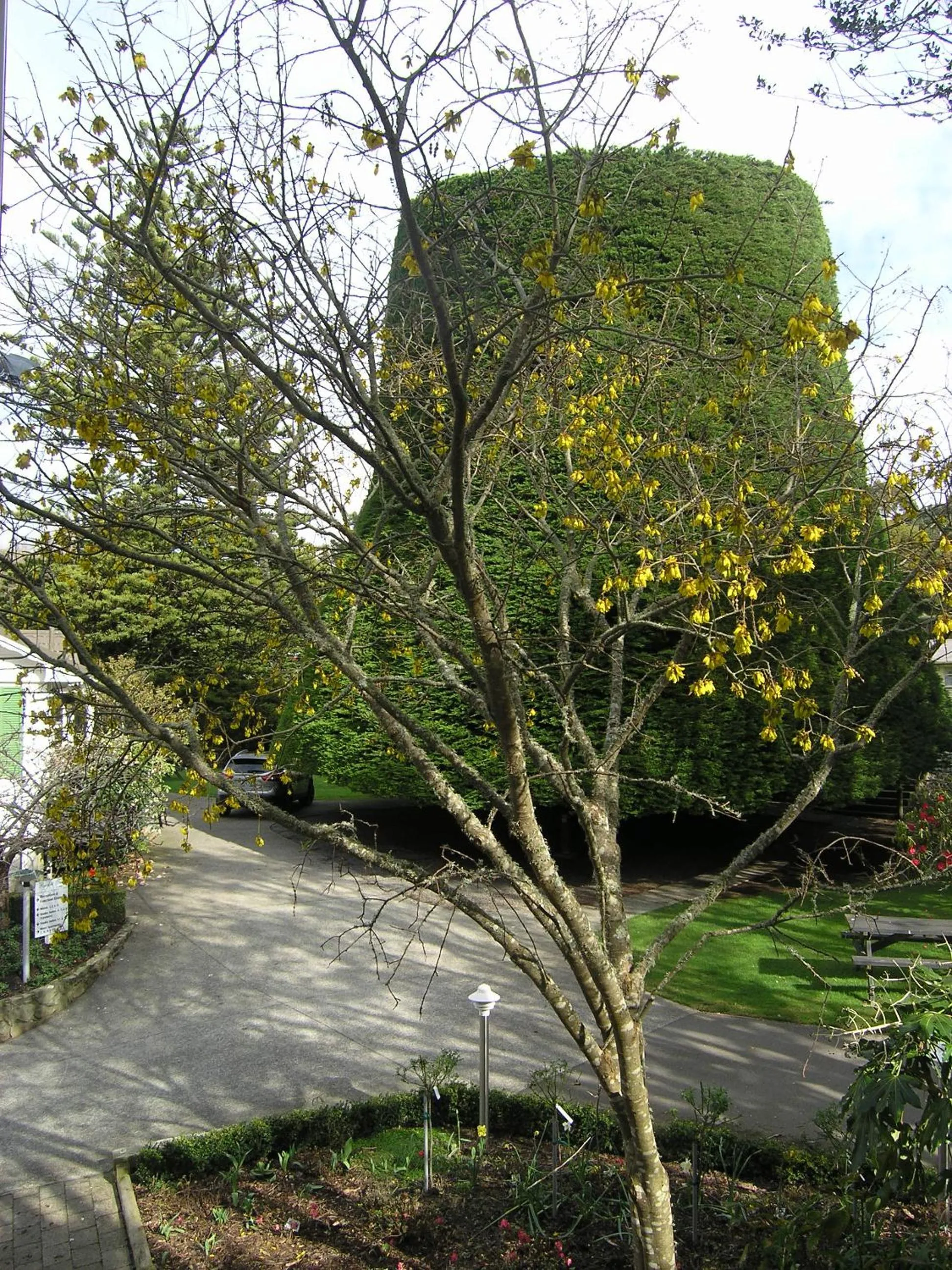 Garden in Bucket Tree Lodge