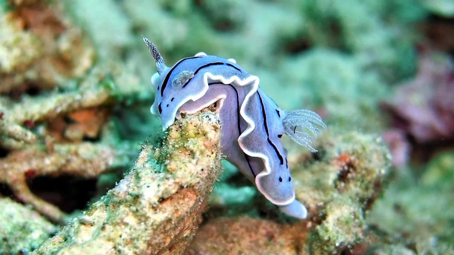 Diving in Bunaken Sea Garden Resort