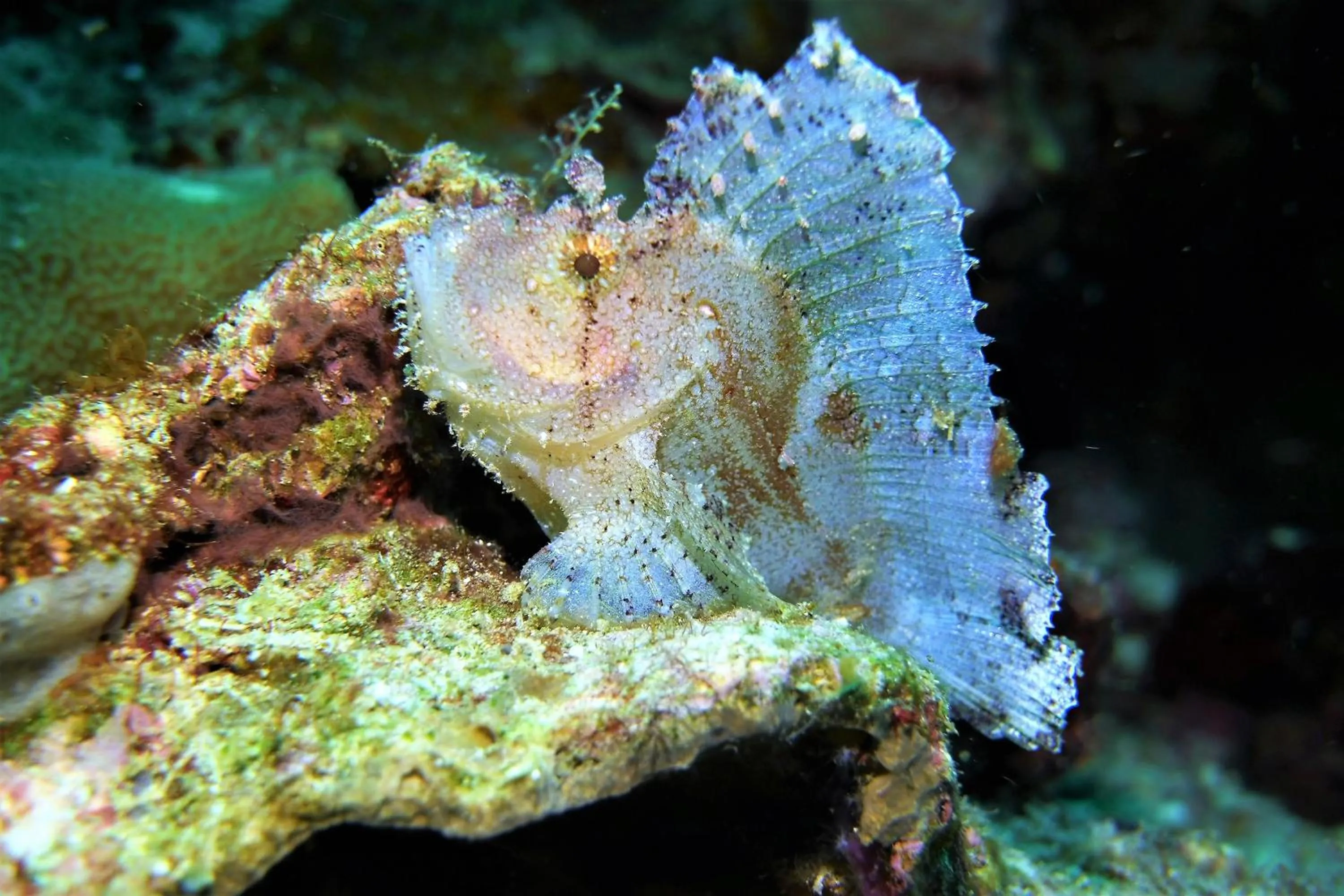 Diving in Bunaken Sea Garden Resort
