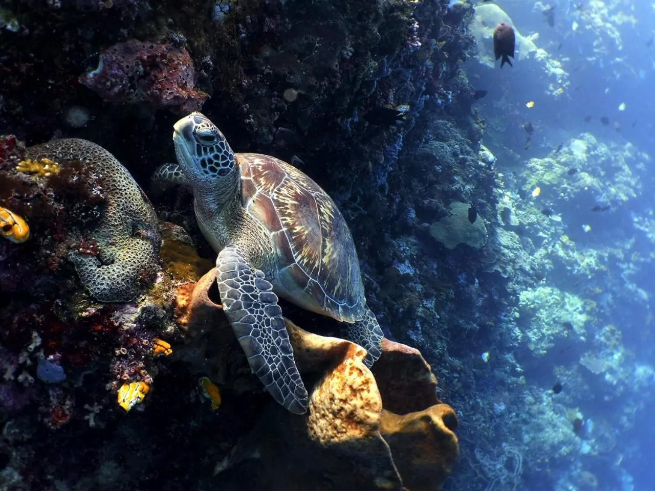 Natural landscape in Bunaken Sea Garden Resort