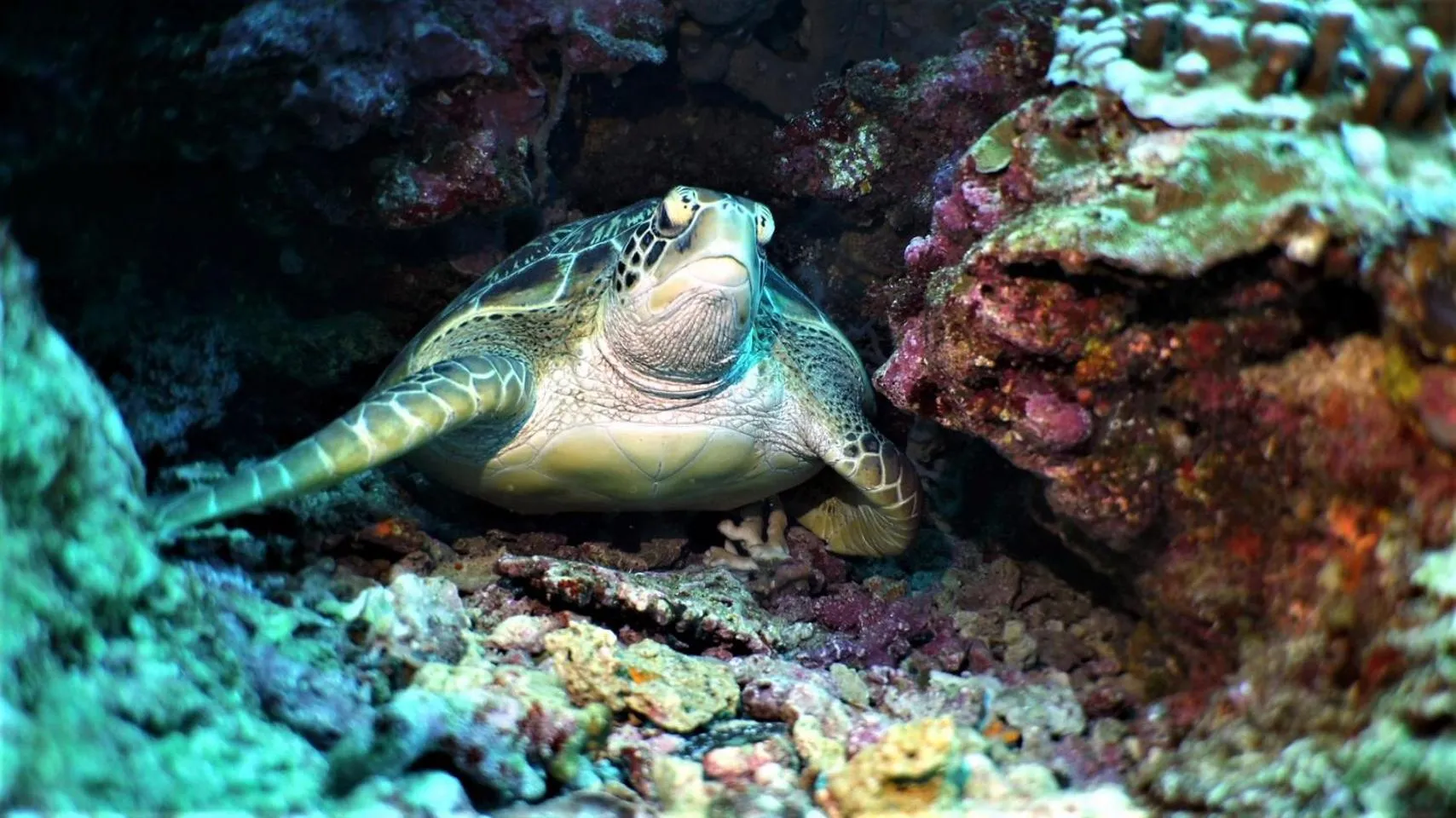 Snorkeling in Bunaken Sea Garden Resort