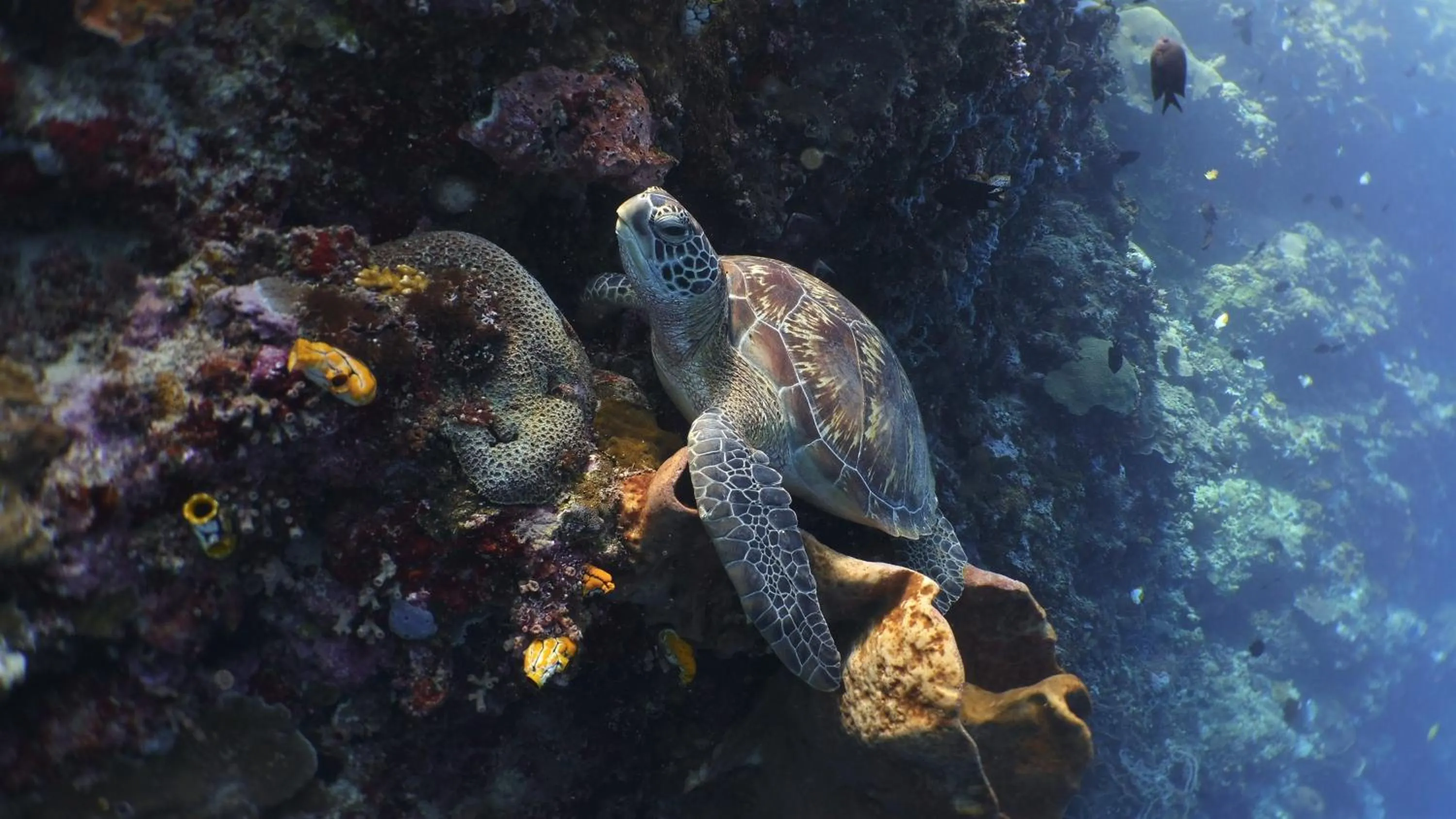 Diving in Bunaken Sea Garden Resort