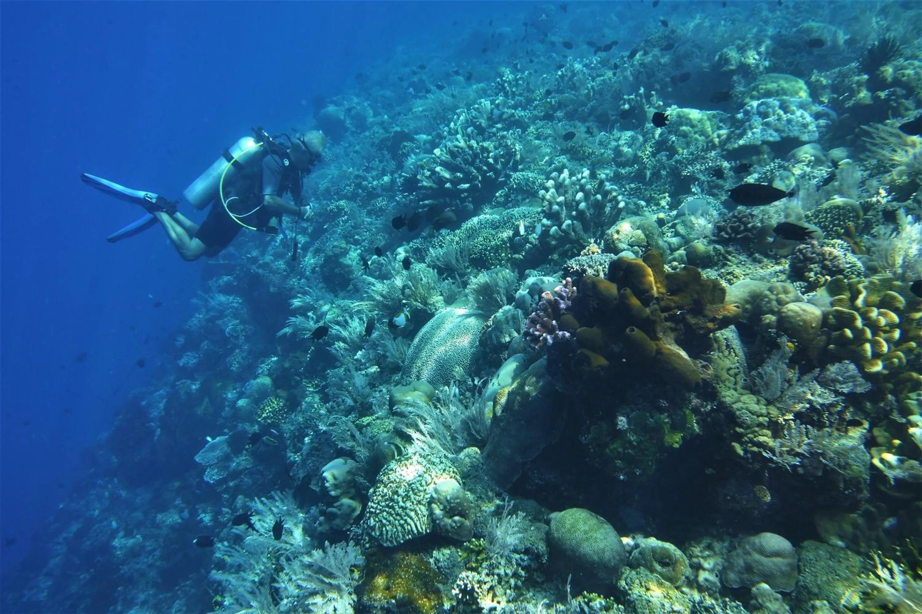 Diving in Bunaken Sea Garden Resort