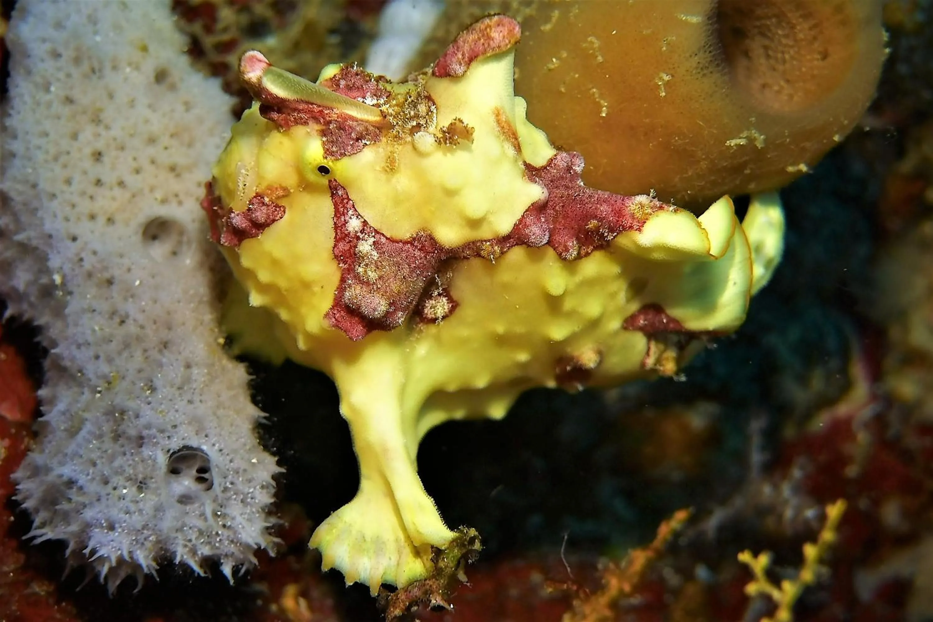 Diving in Bunaken Sea Garden Resort