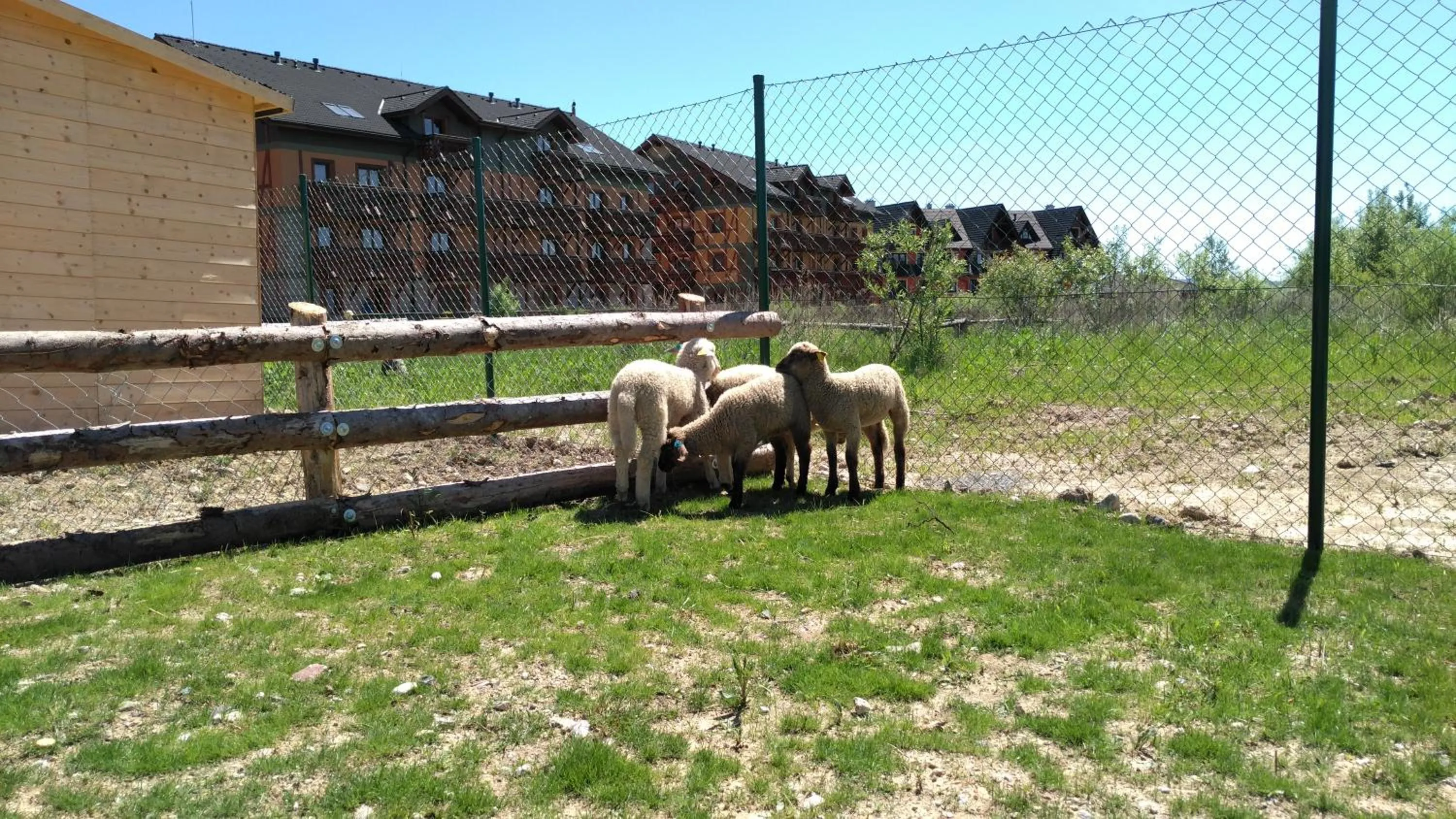 Animals in Tatragolf Mountain Resort