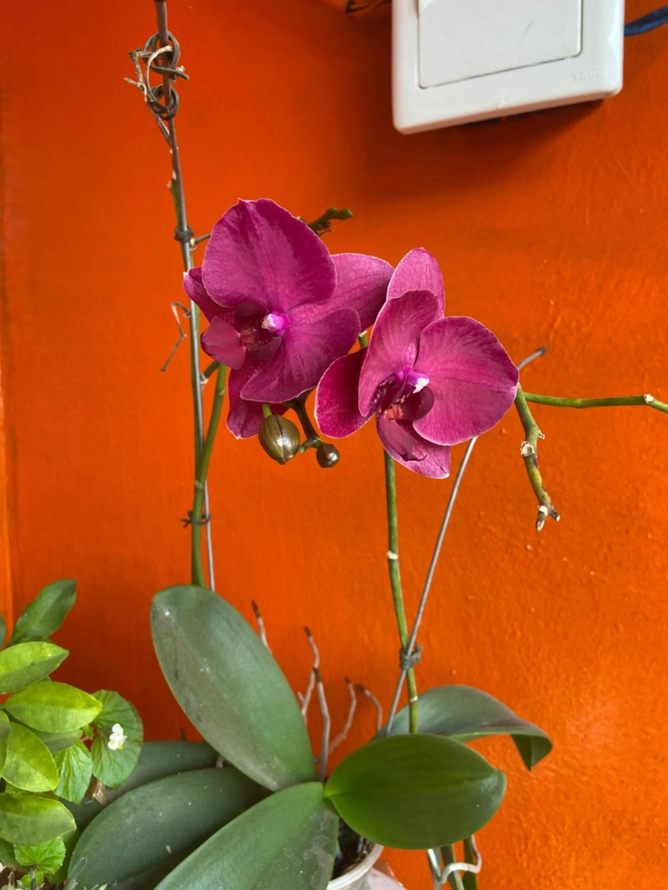 Decorative detail in Pousada Fraga