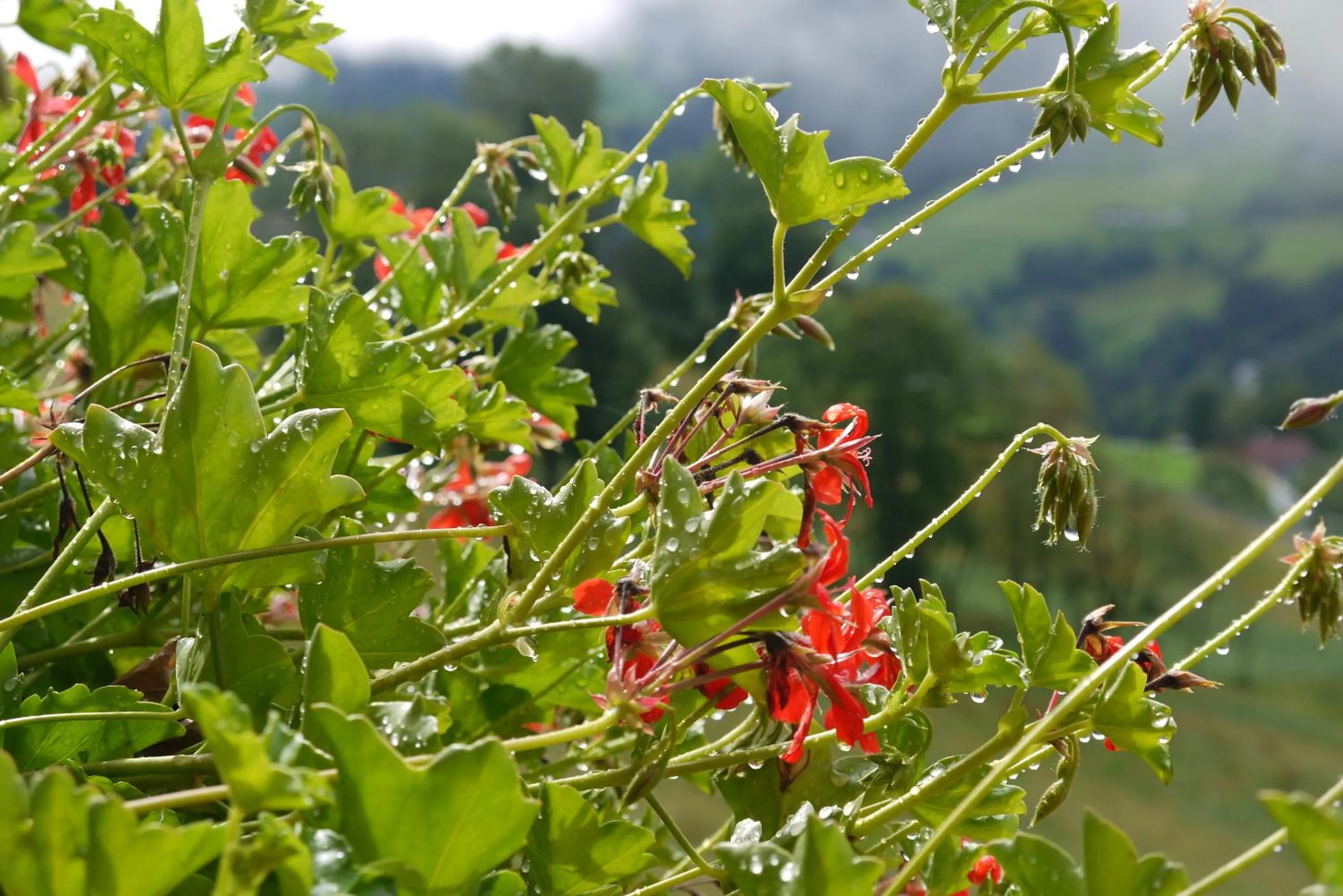 View (from property/room) in Hotel Bergheimat