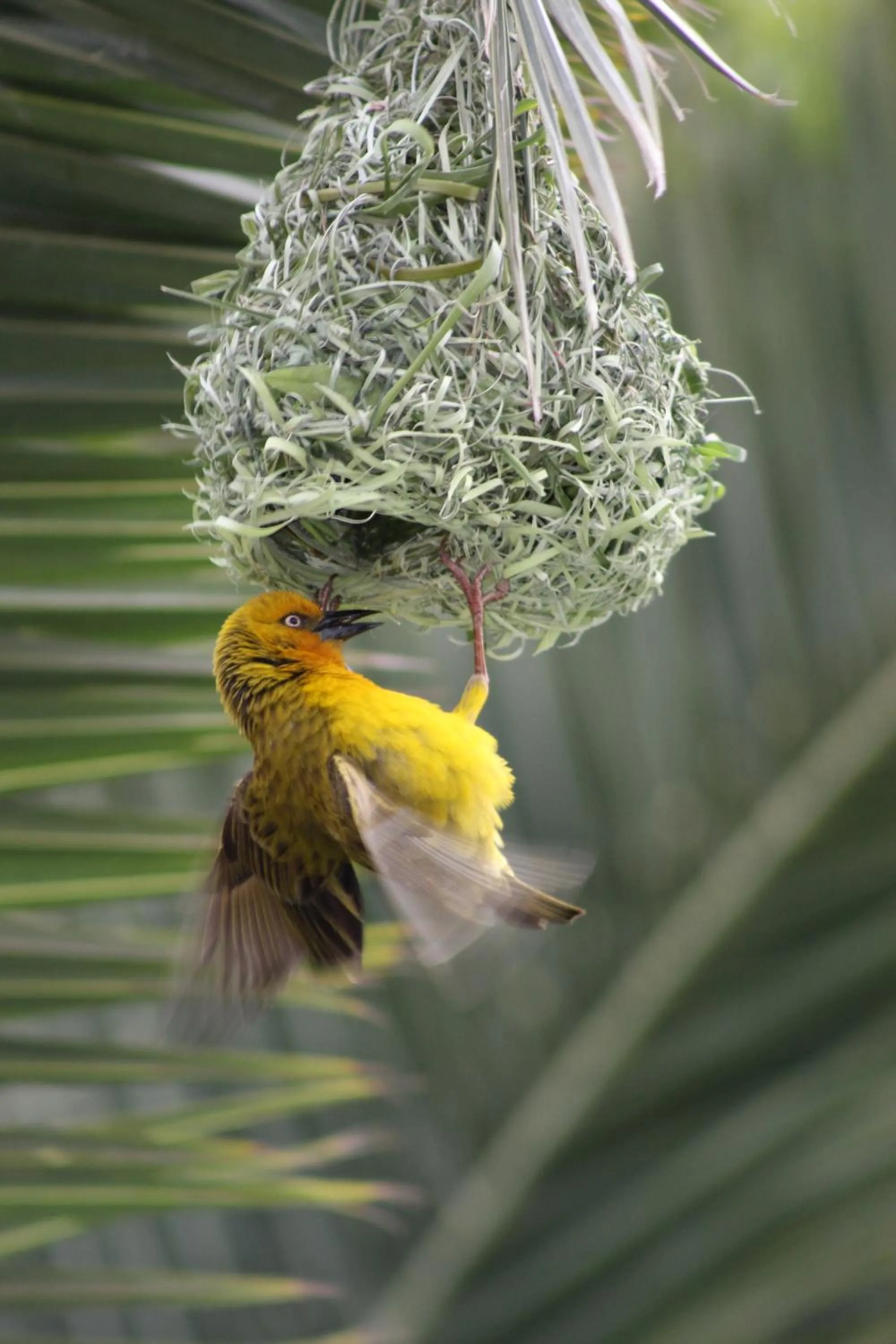 Natural landscape in Elements Cape Town