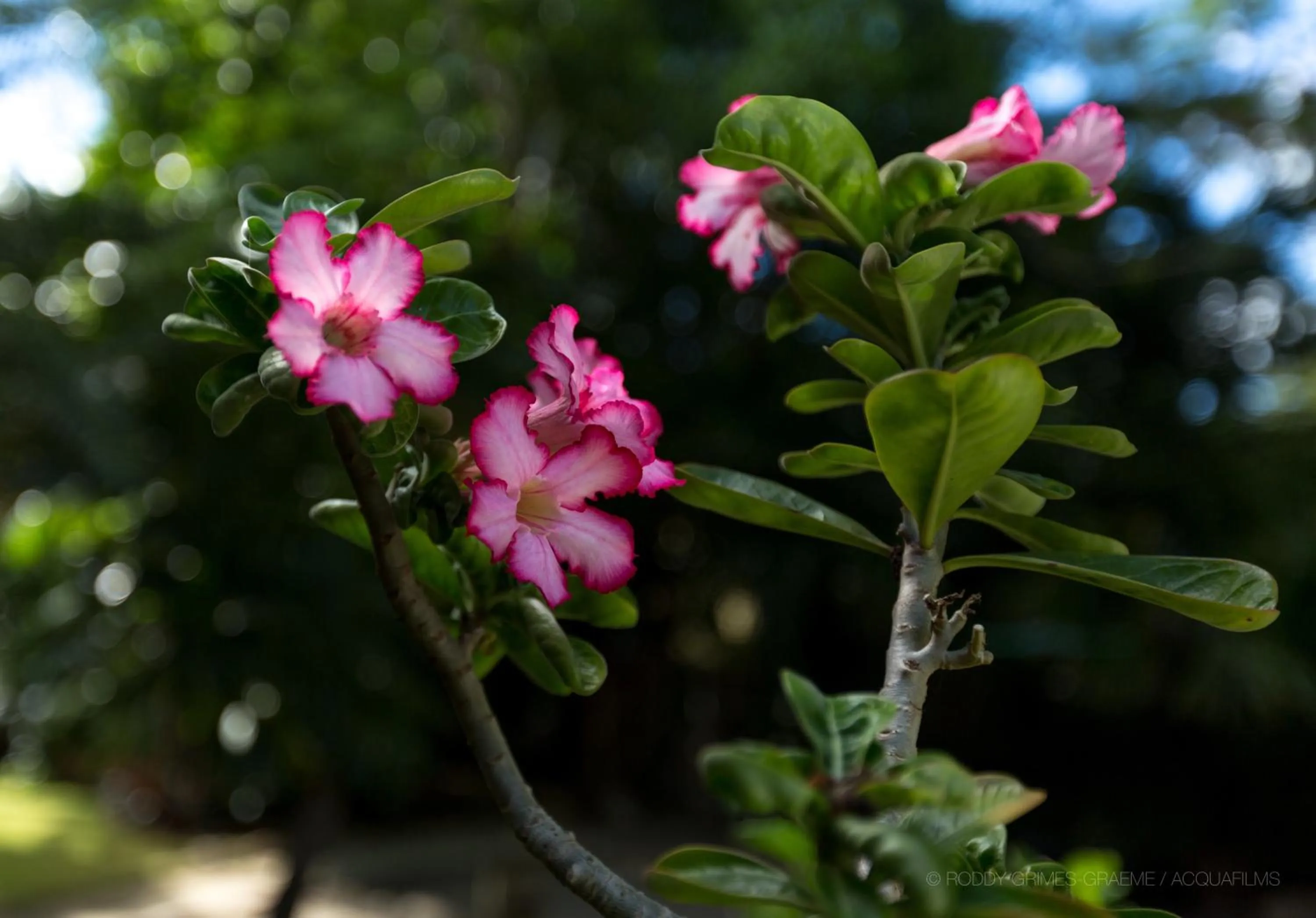 Garden in Siboney Beach Club
