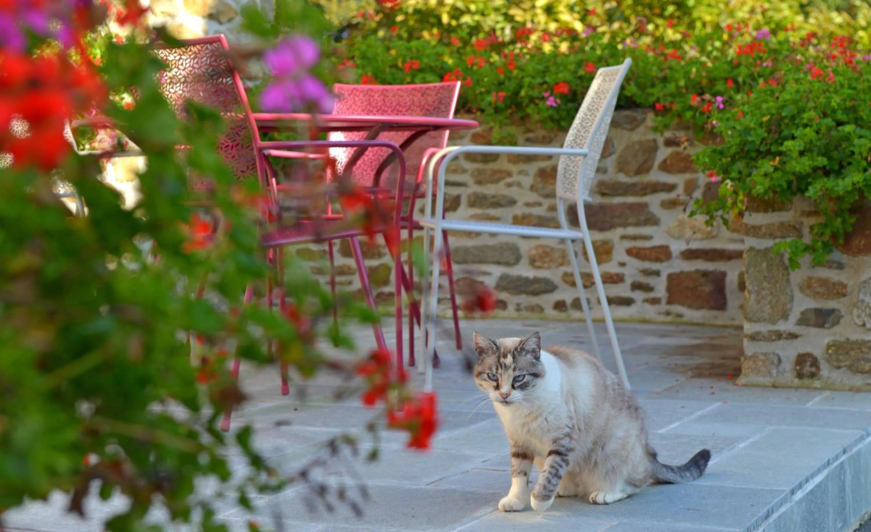 Animals in Hostellerie de la Motte jean