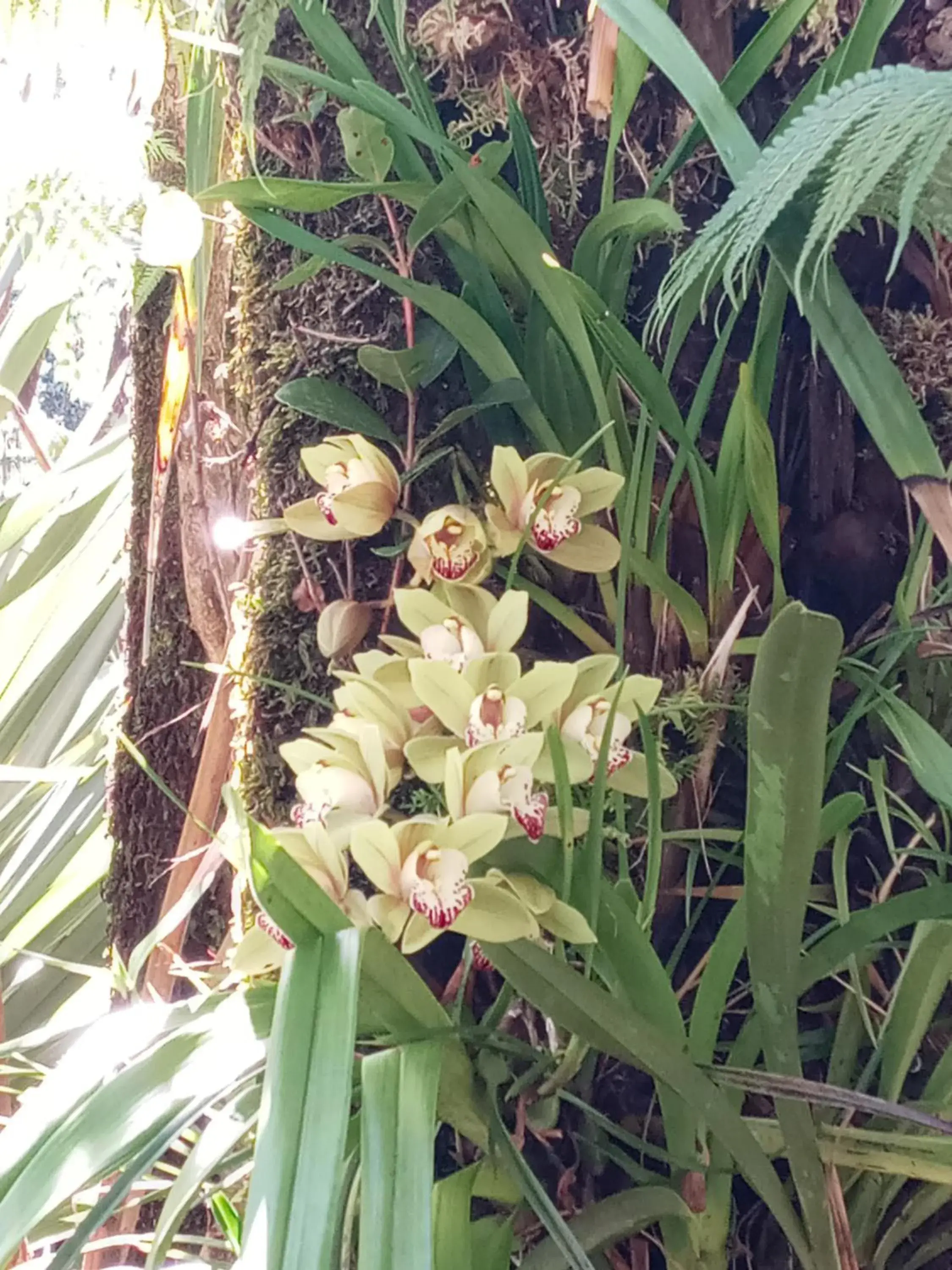 King Room in Aloha Crater Lodge King Room in Aloha Crater Lodge