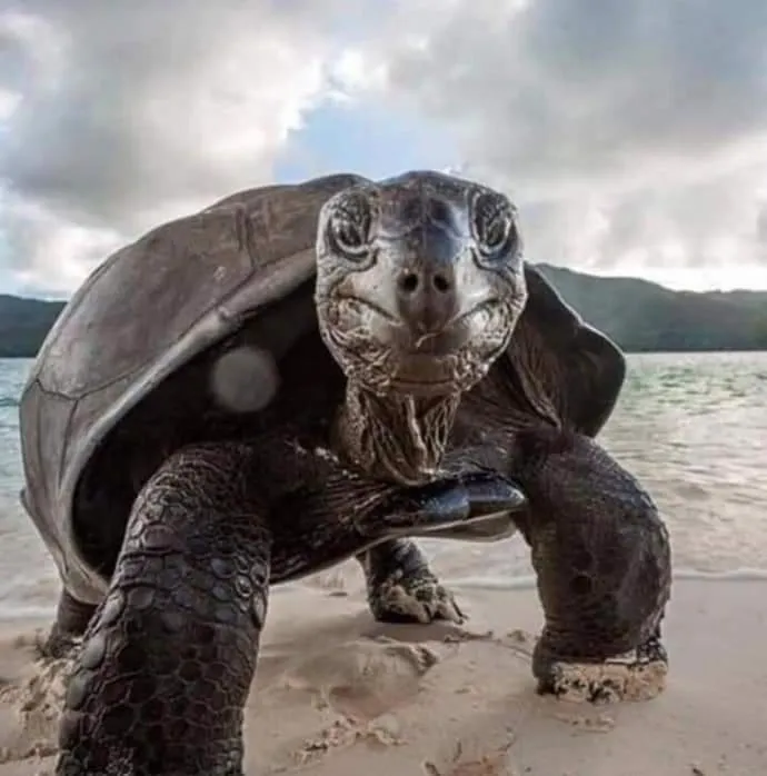 Animals in Loreto Playa Boutique Hotel