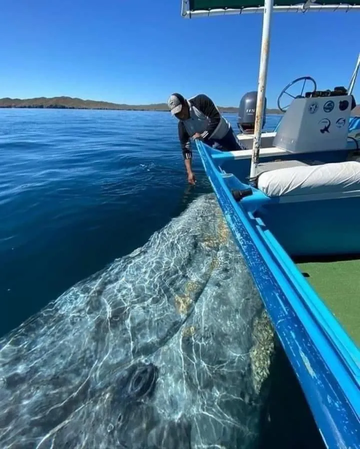 Animals in Loreto Playa Boutique Hotel