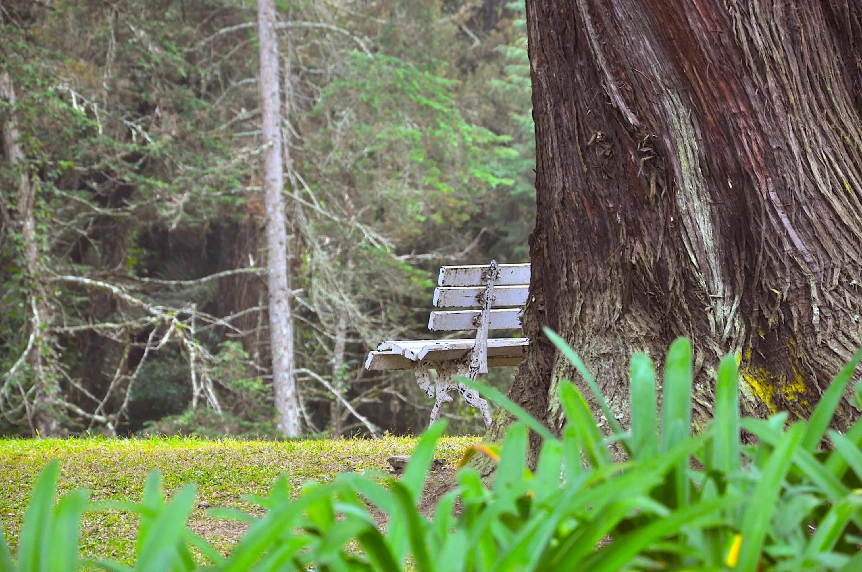 Garden in Hotel Platanus