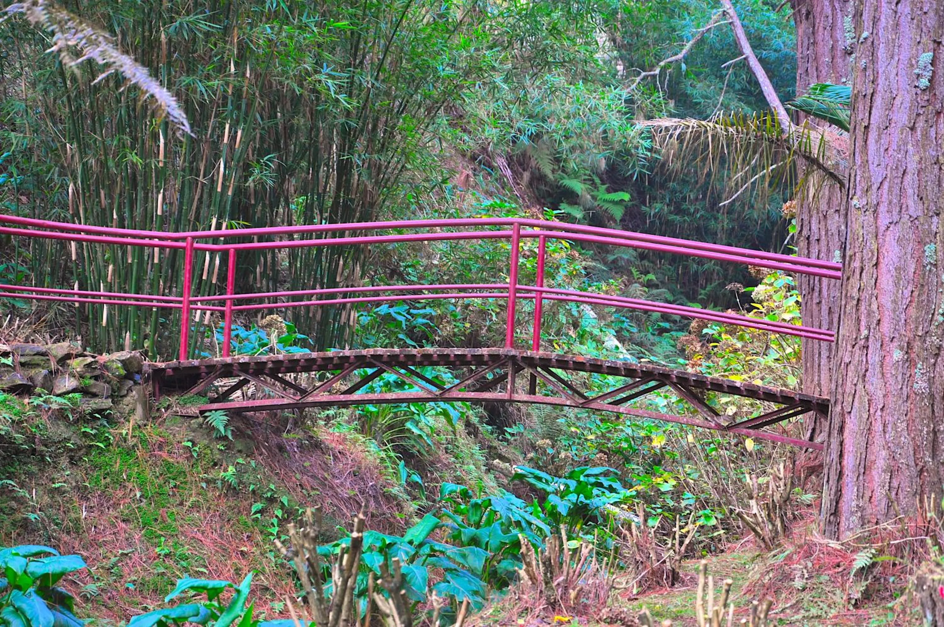 Garden in Hotel Platanus