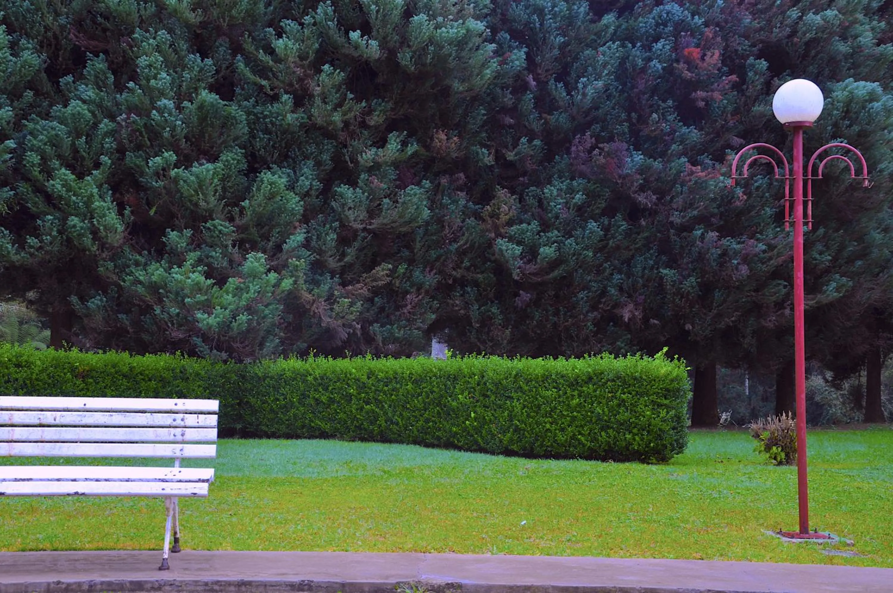 Garden in Hotel Platanus