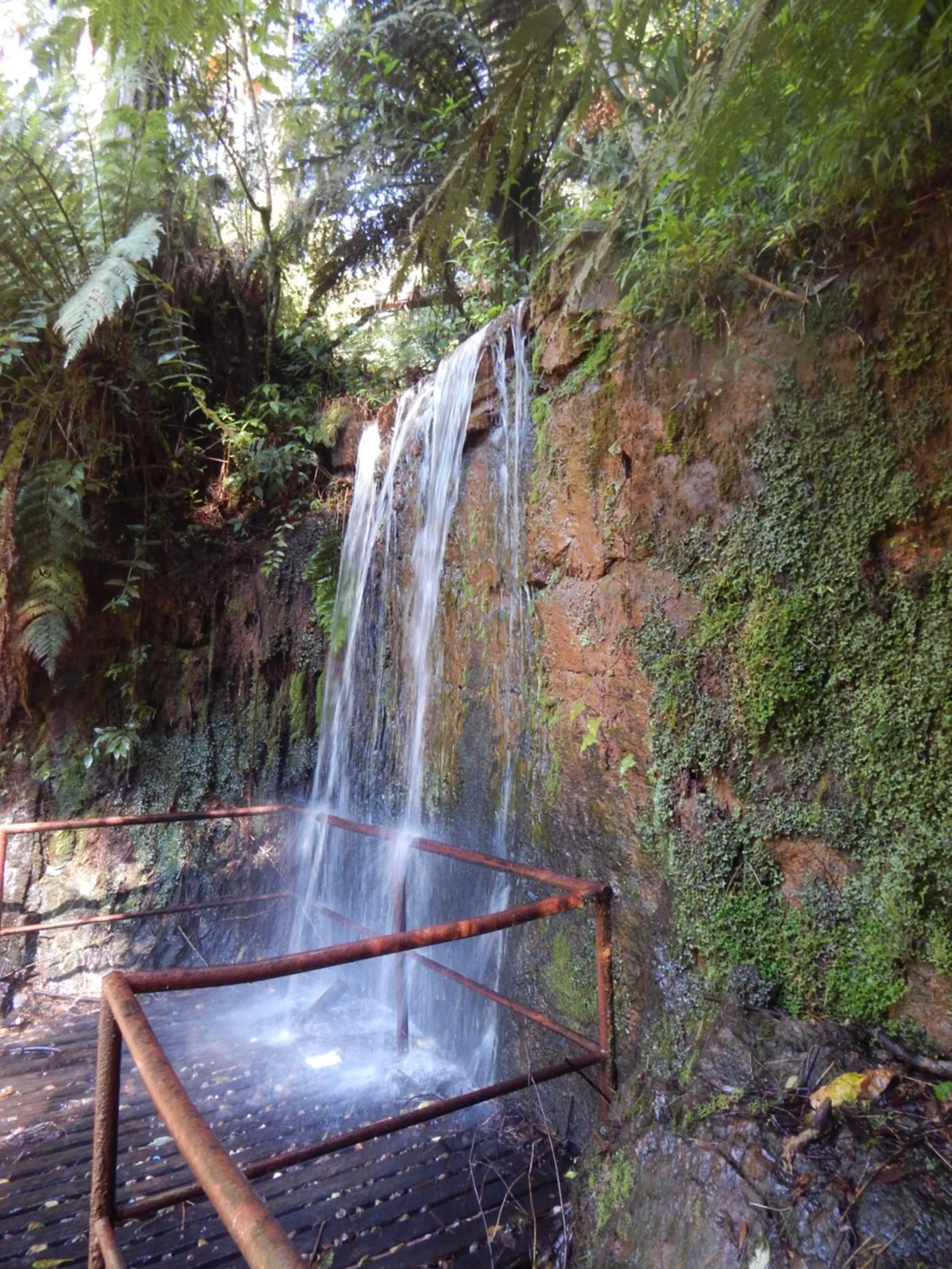 Natural landscape in Hotel Platanus