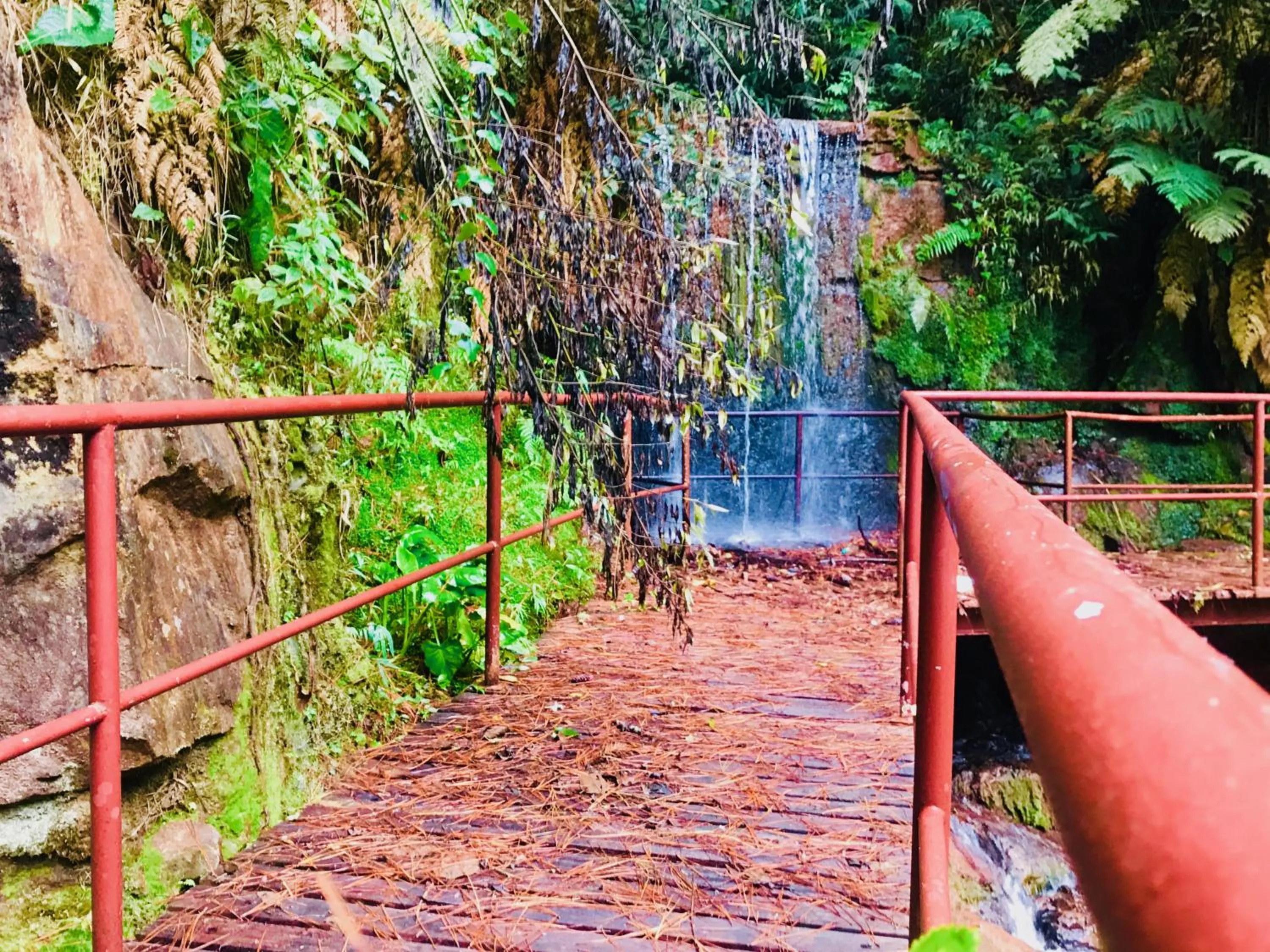 Natural landscape in Hotel Platanus