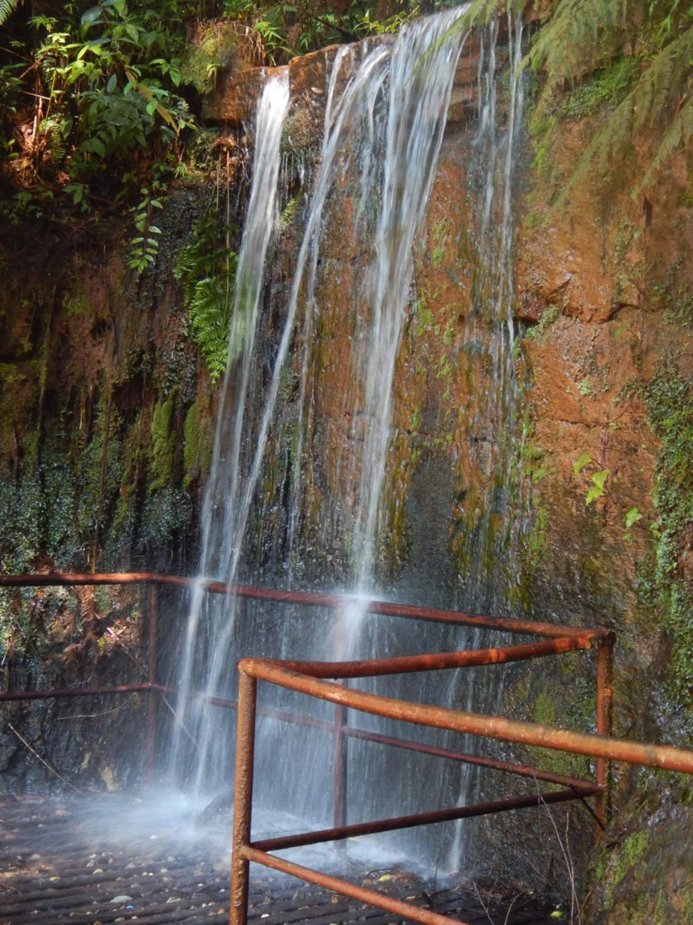 Natural landscape in Hotel Platanus
