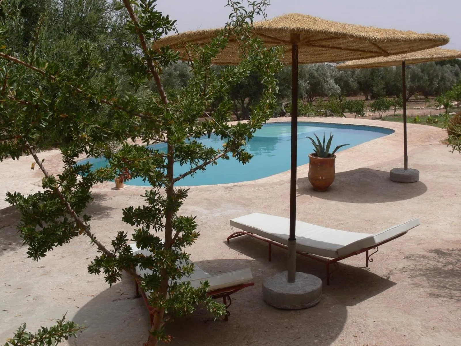 Swimming pool in Riad Douar Des Oliviers