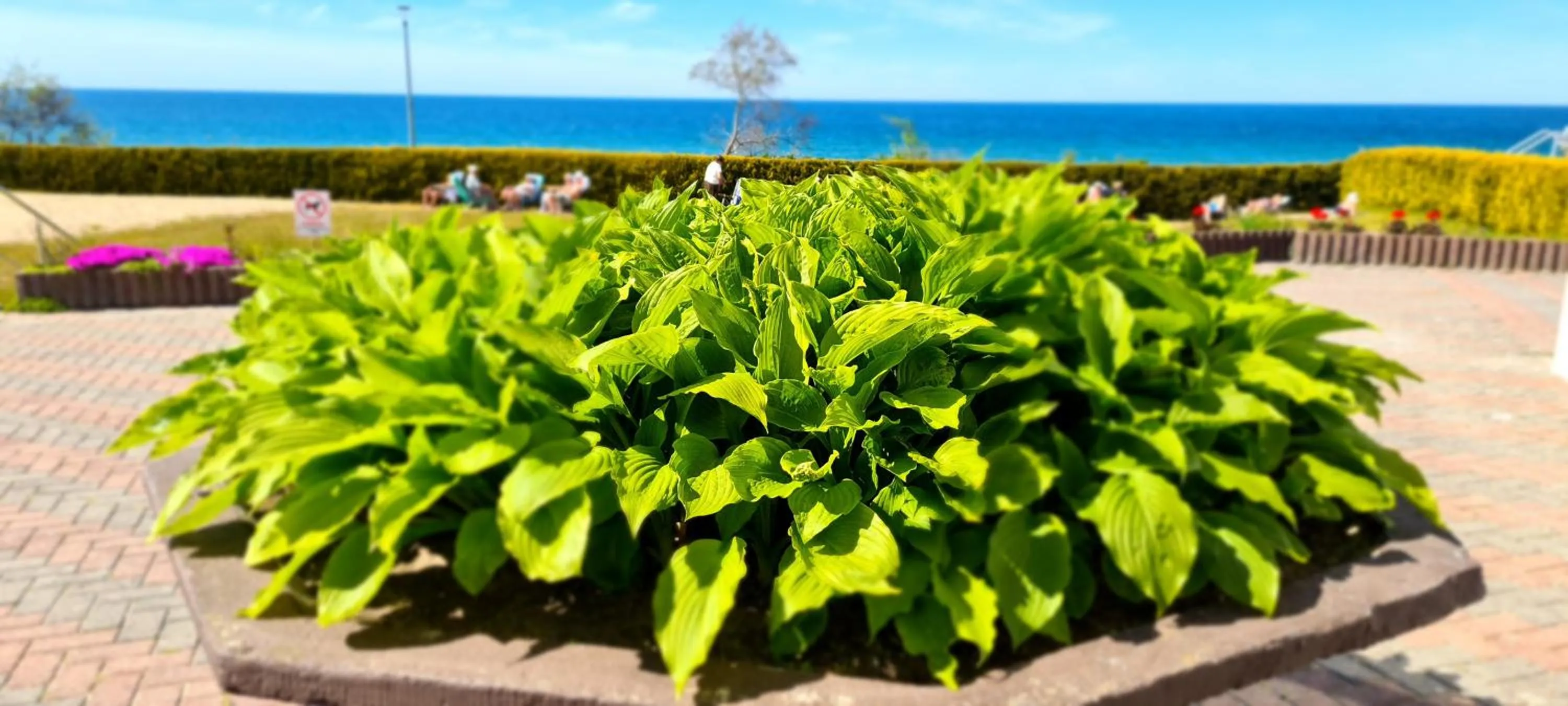 Garden view in OW Gwarek