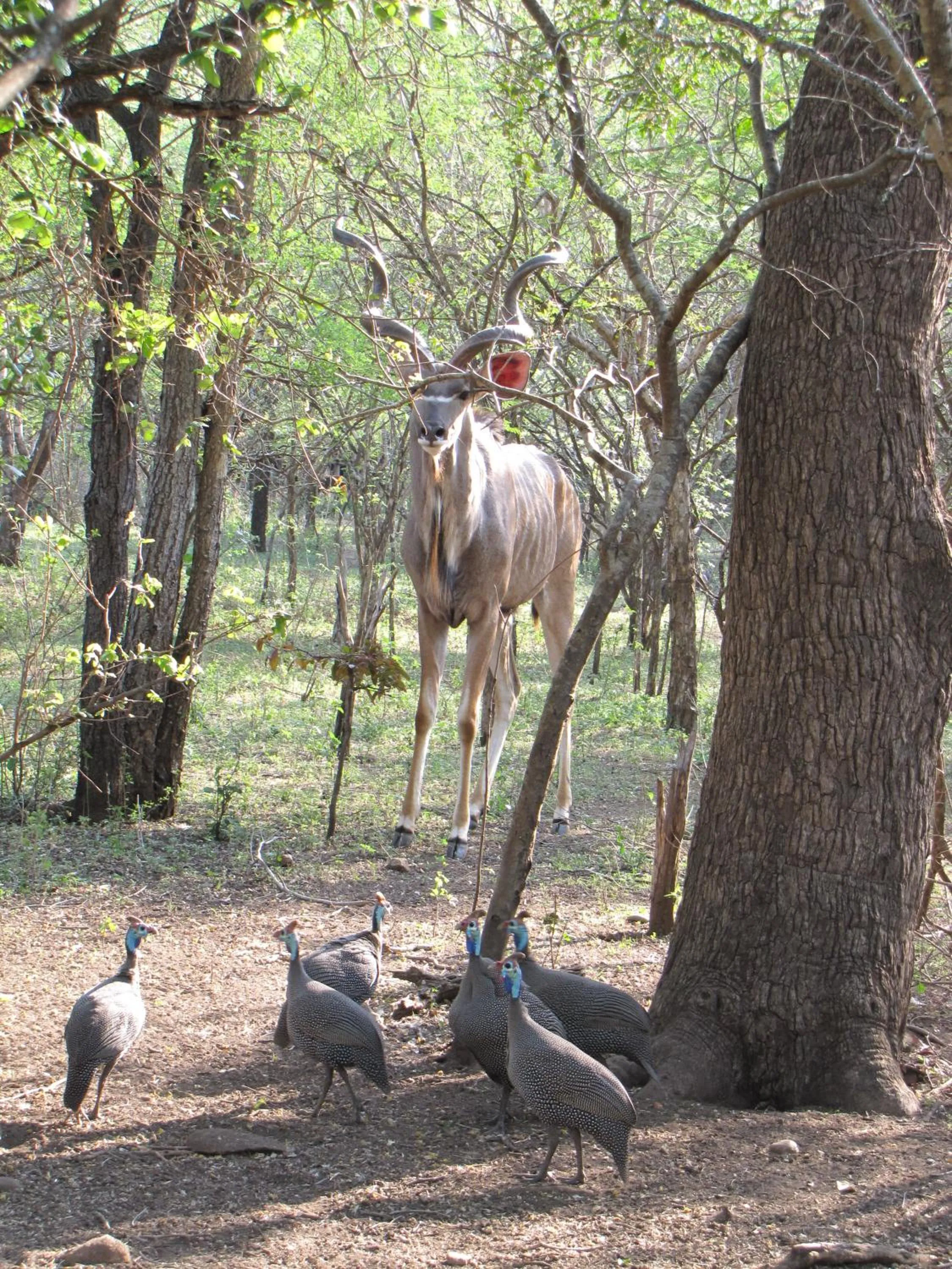 Animals in SERENITY Du Bois Lodge