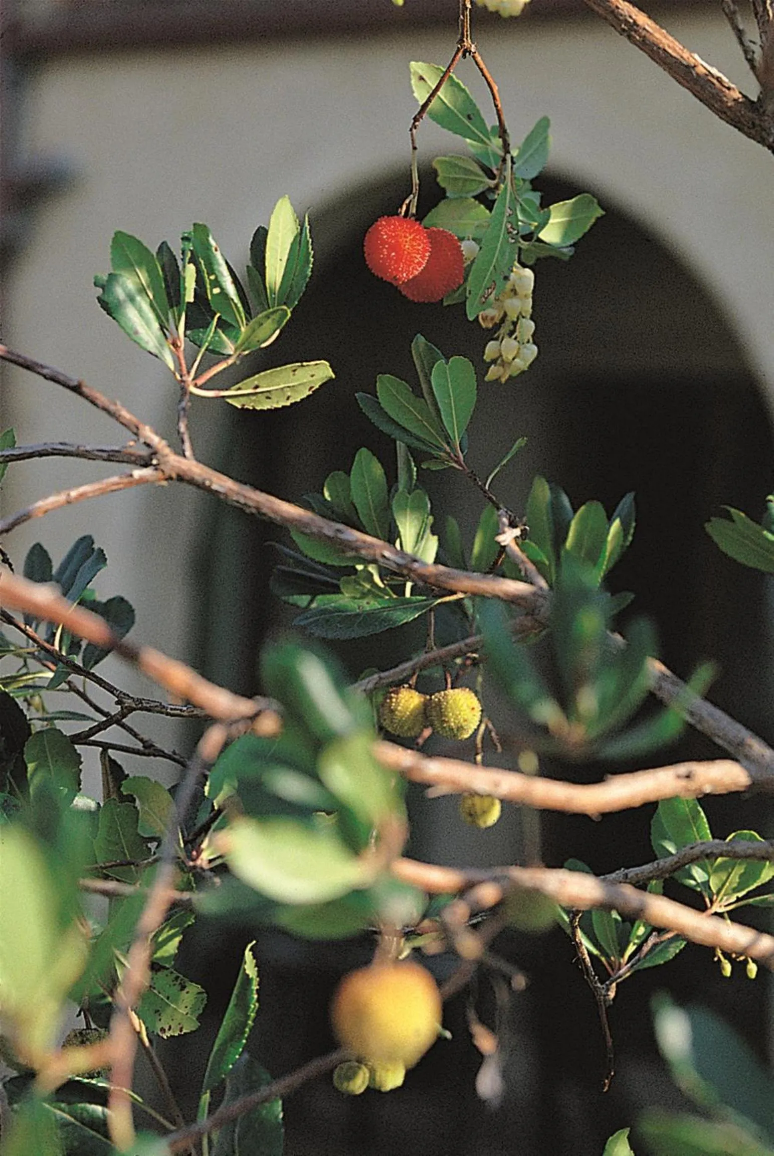 Spring in Podere Il Pino