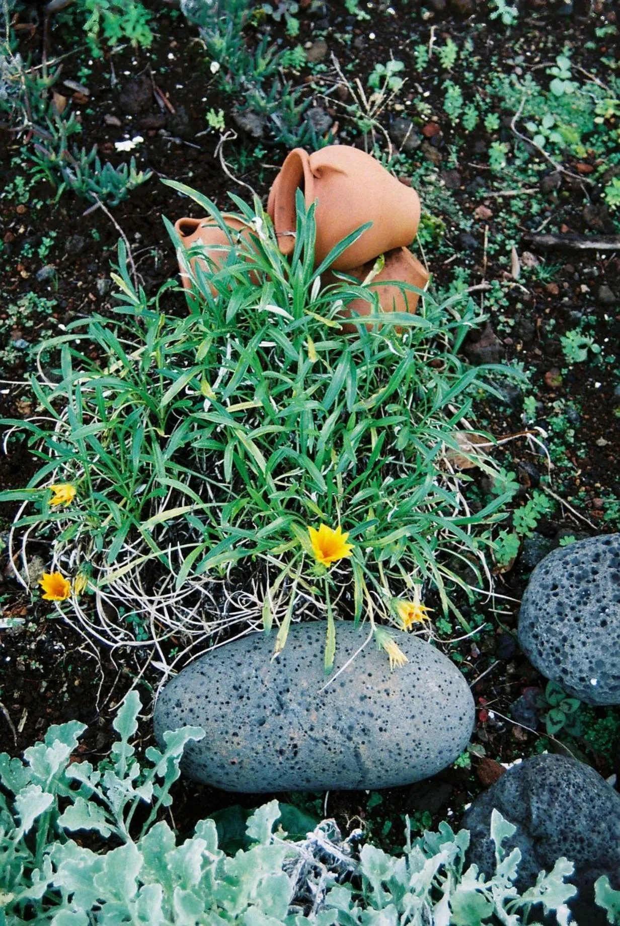 Garden in Pico Dreams