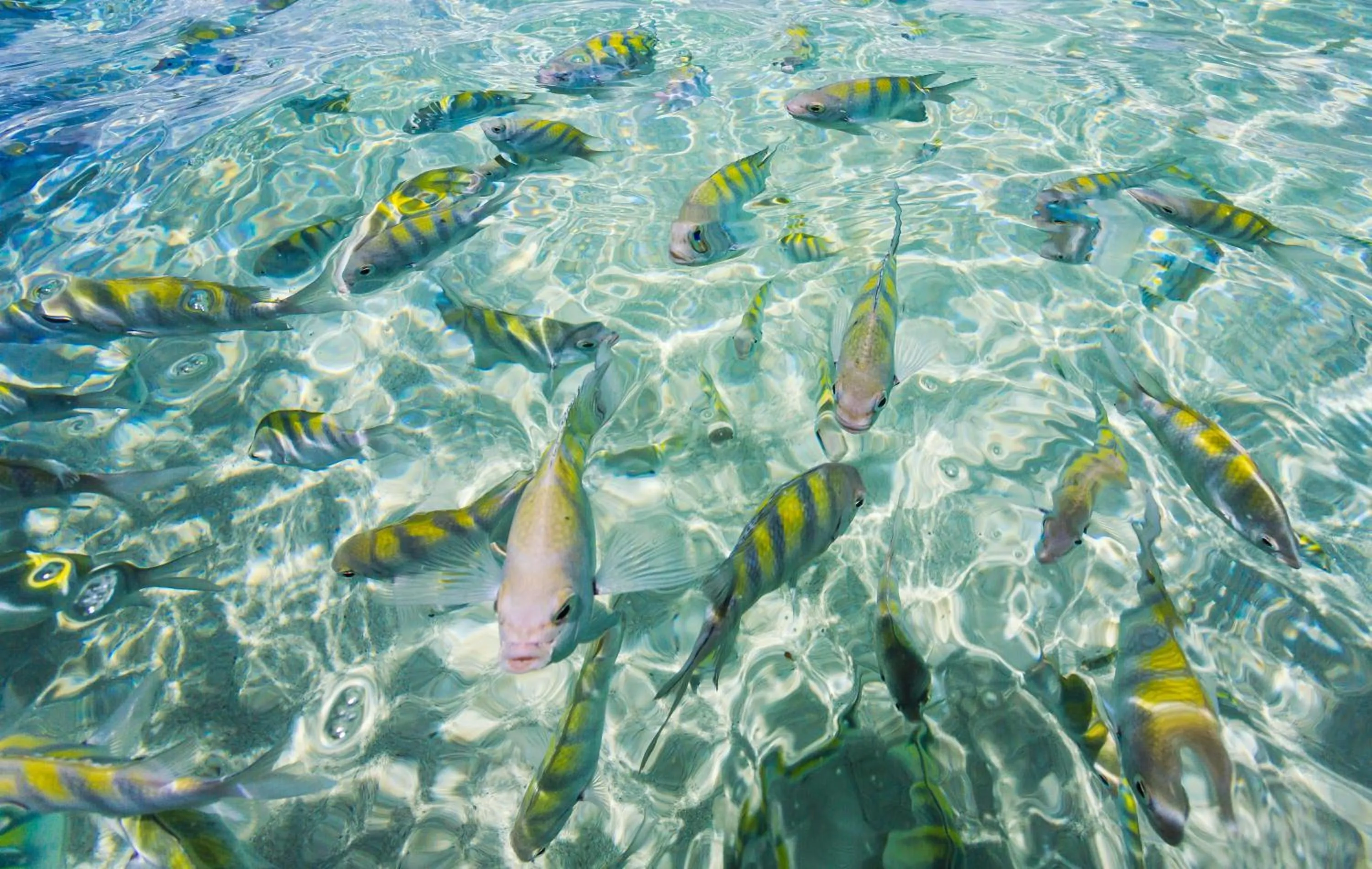 Beach in Chales Maragogi