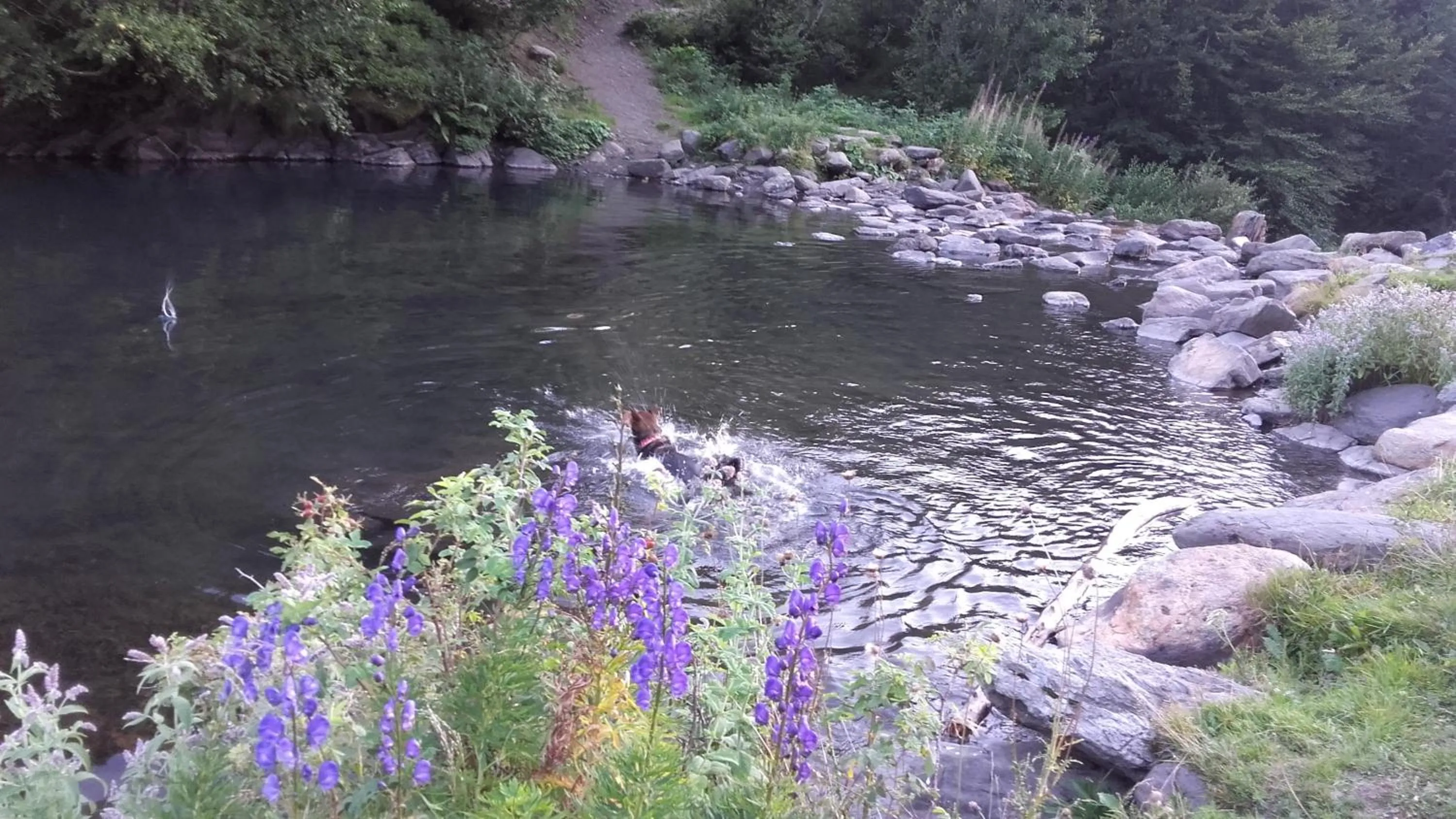 Pets in Hotelet de Betlan