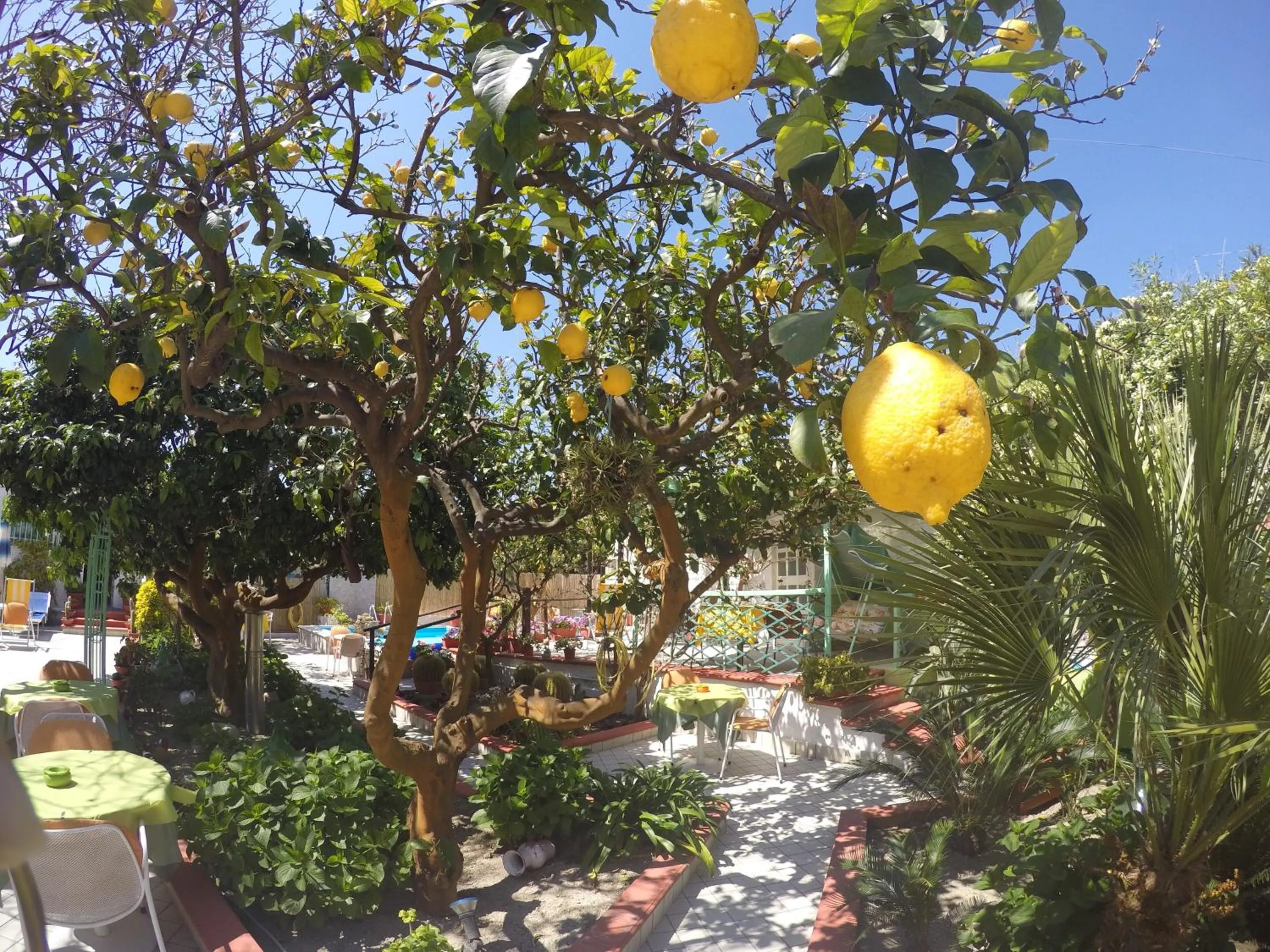 Garden view in hotel la rondinella