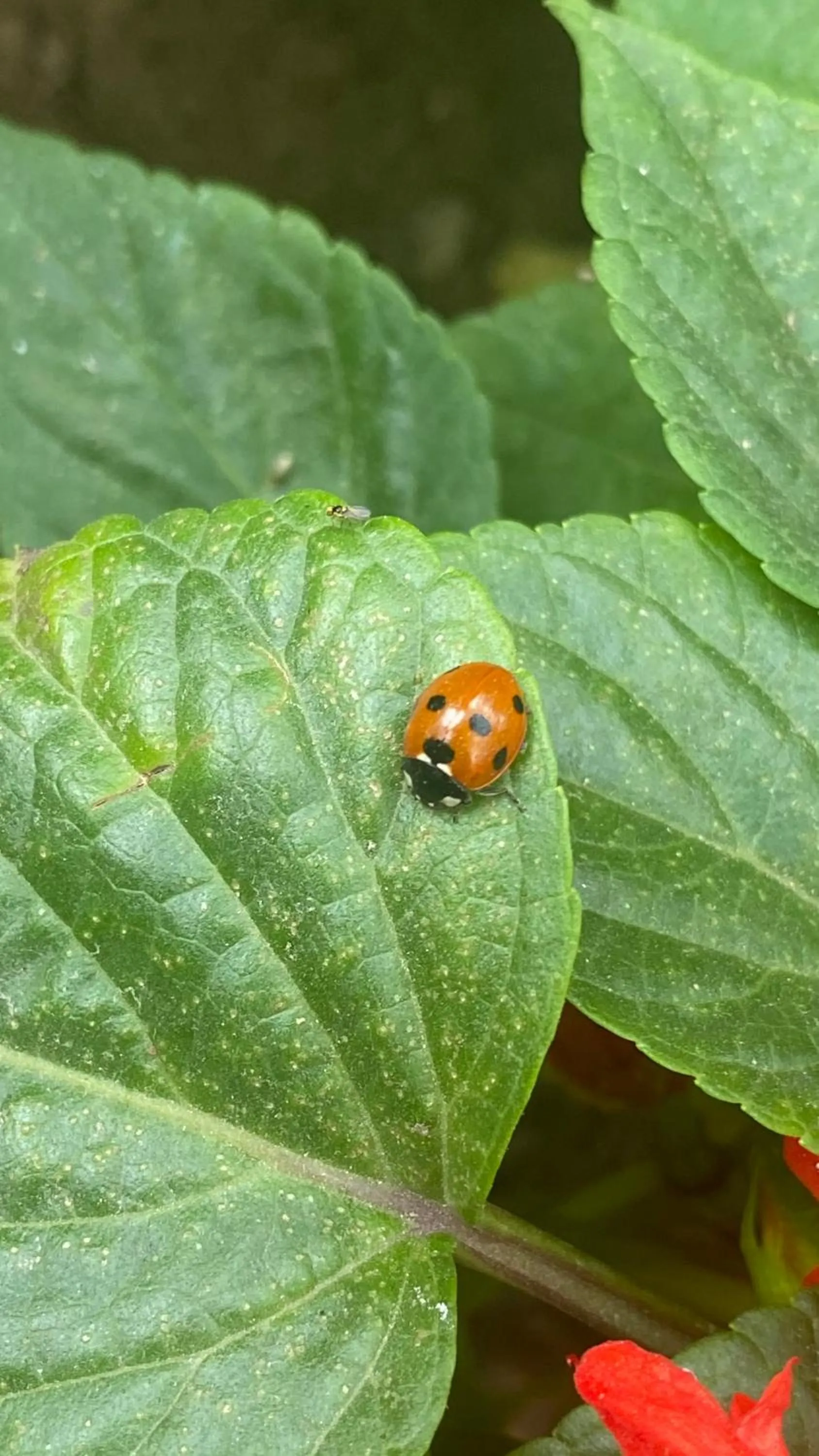 Day in The Stay Inn New Delhi