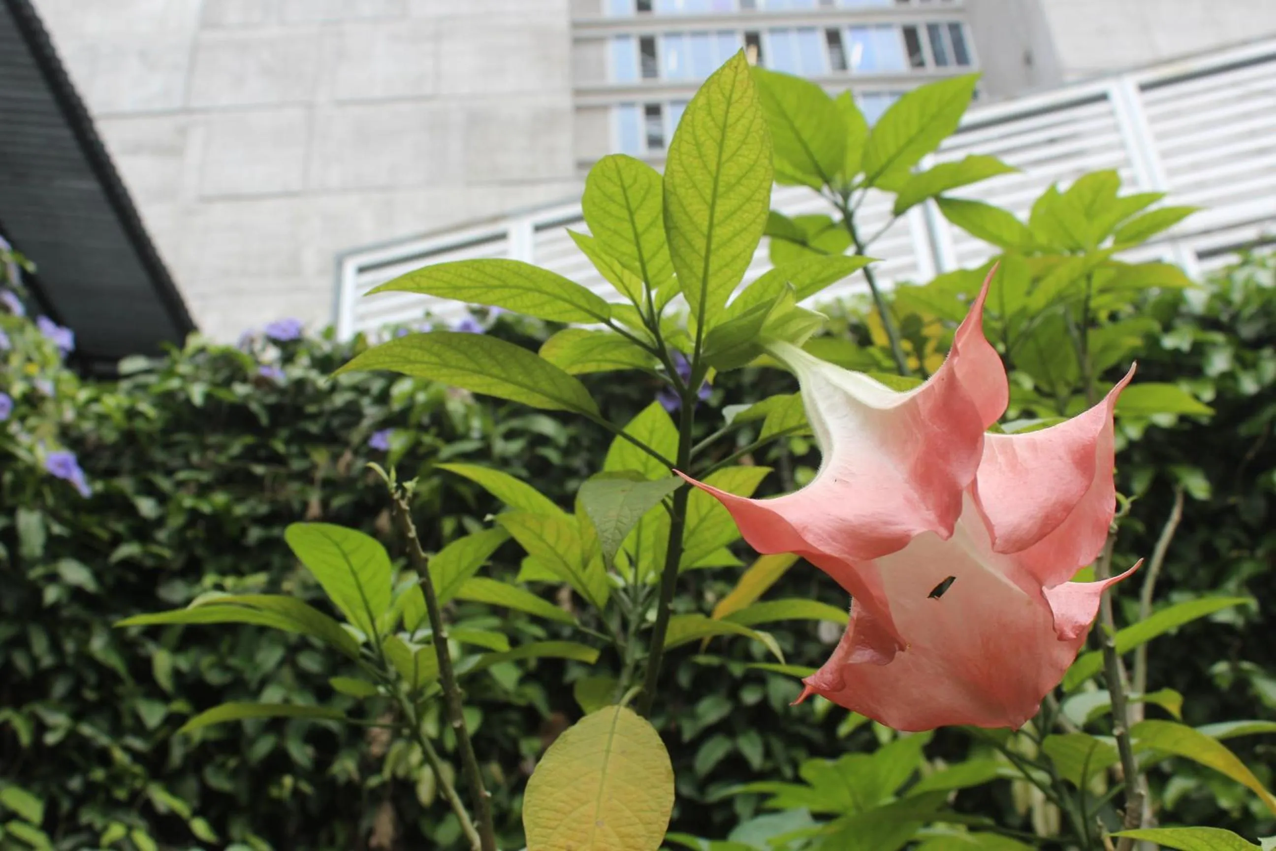 Garden in Cando Living Apartments in Central Avenue