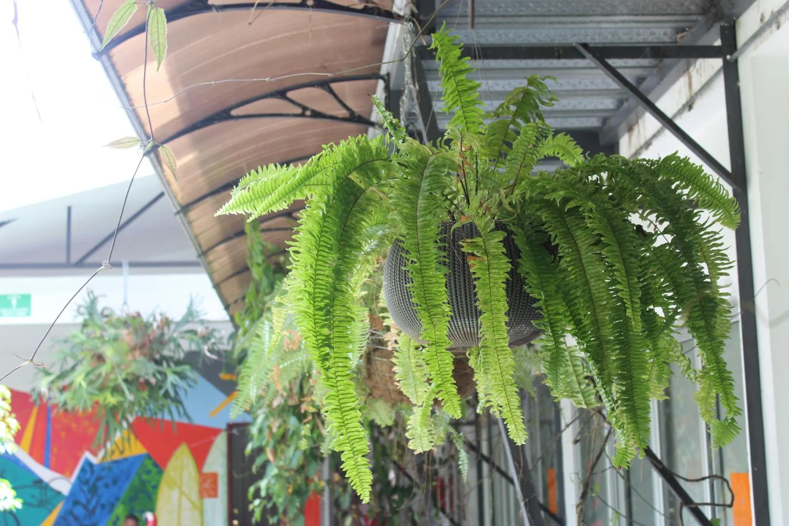 Cando Living Apartments in Central Avenue