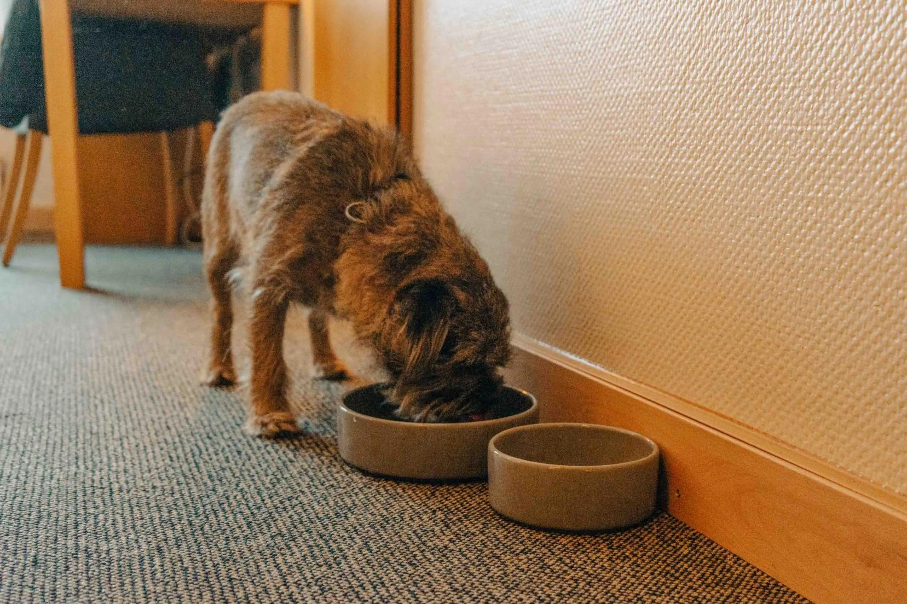 Pets in Thorbjørnrud Hotell