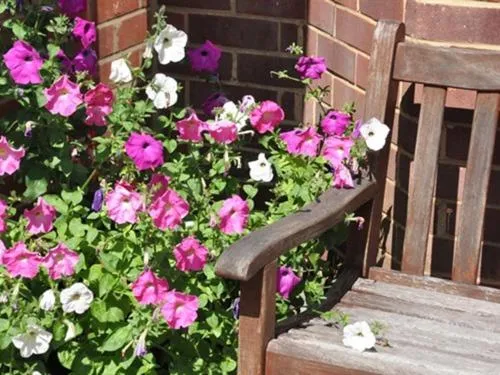 Other in Honey Lodge