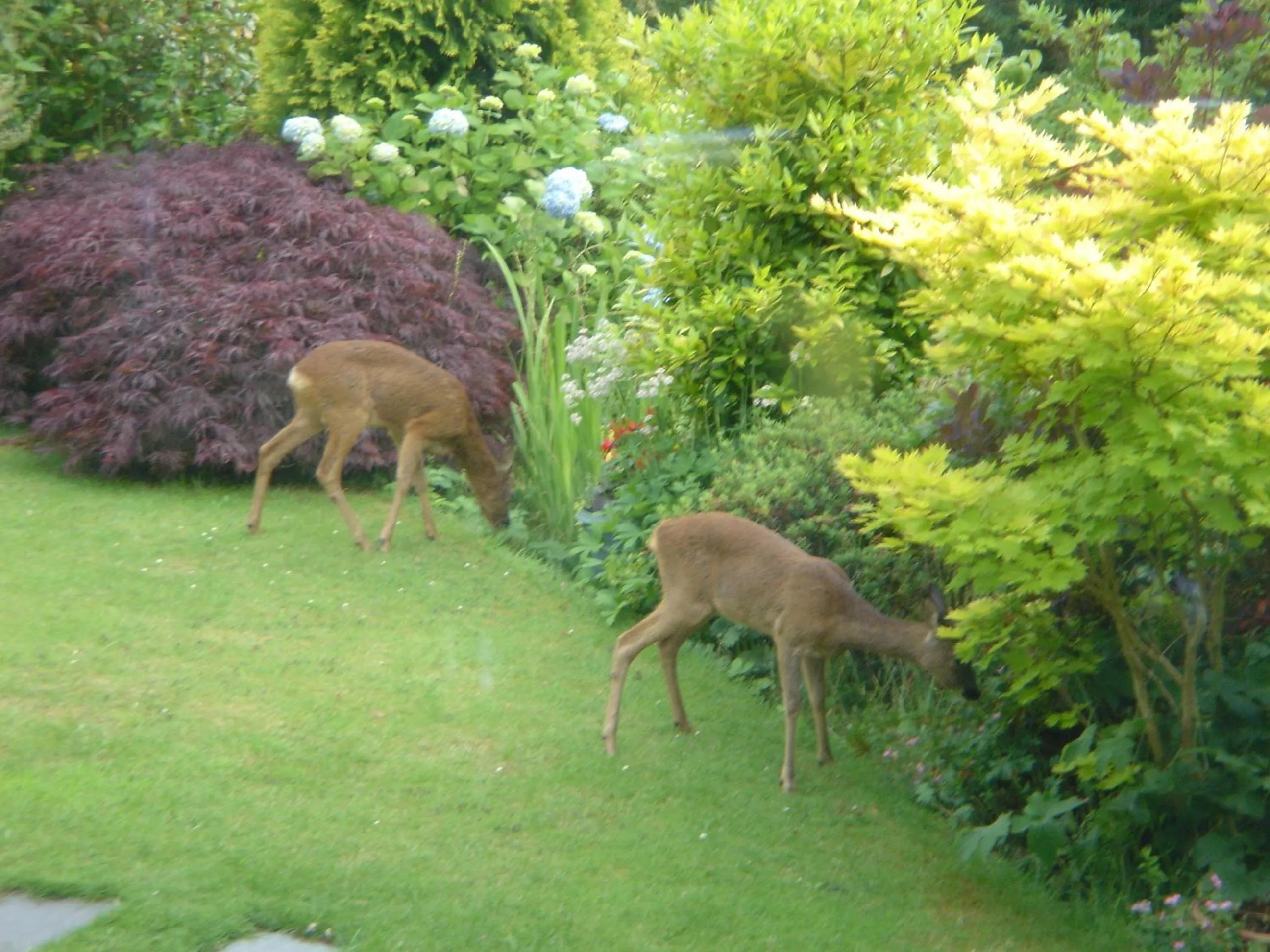 Animals in Annesdale House