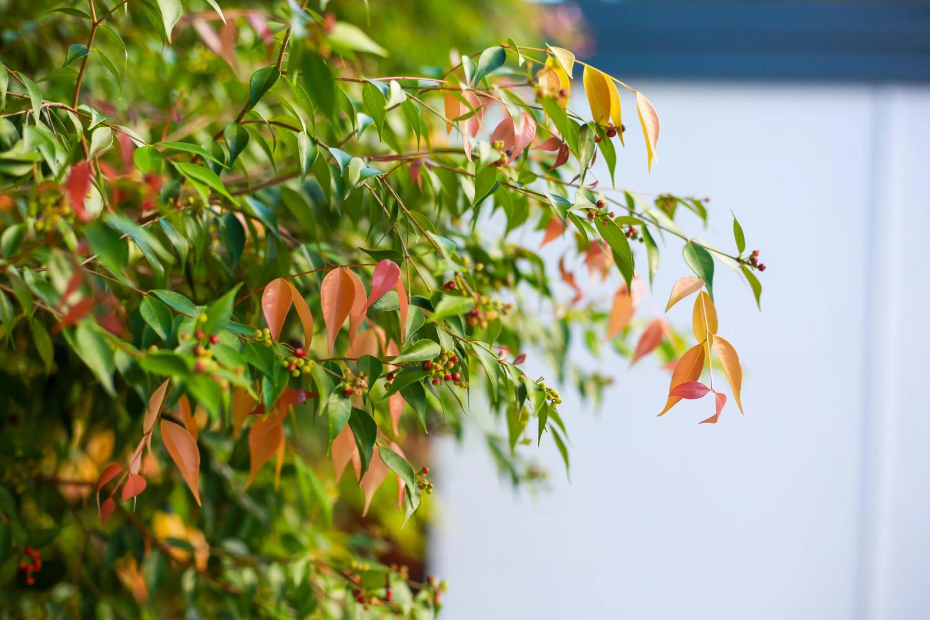 Garden in Birch Resort Port Douglas