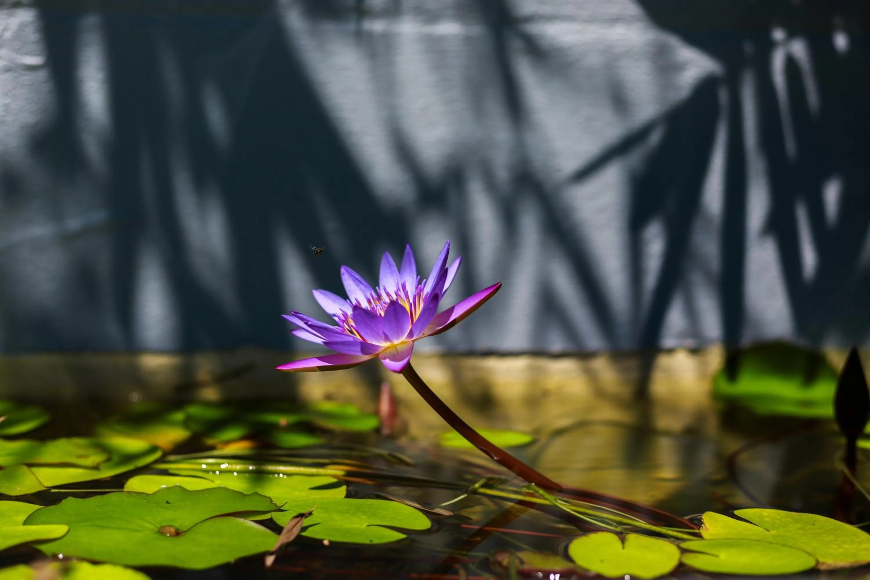 Garden in Birch Resort Port Douglas
