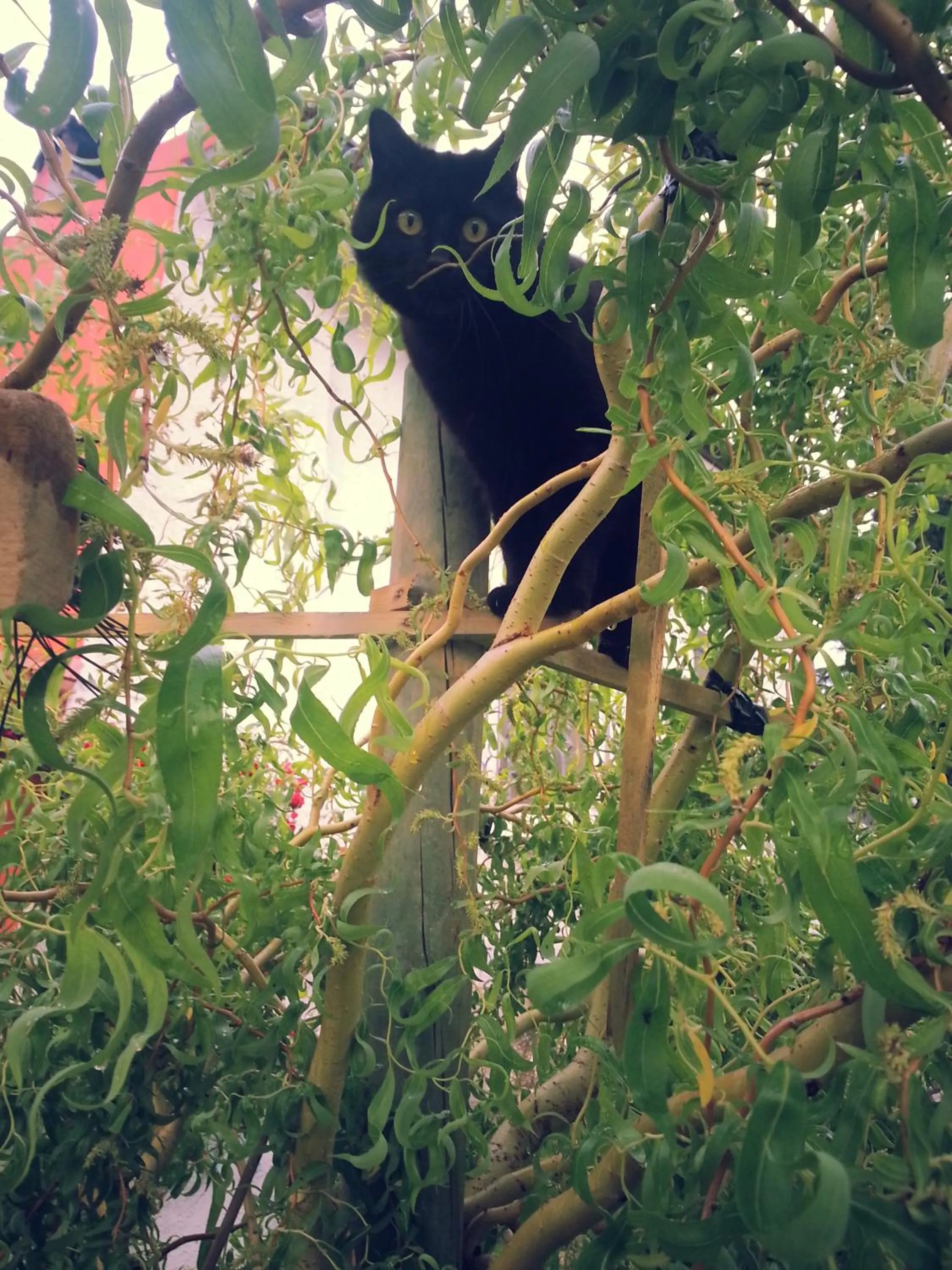 Pets in B&B POGGIO CAIAR