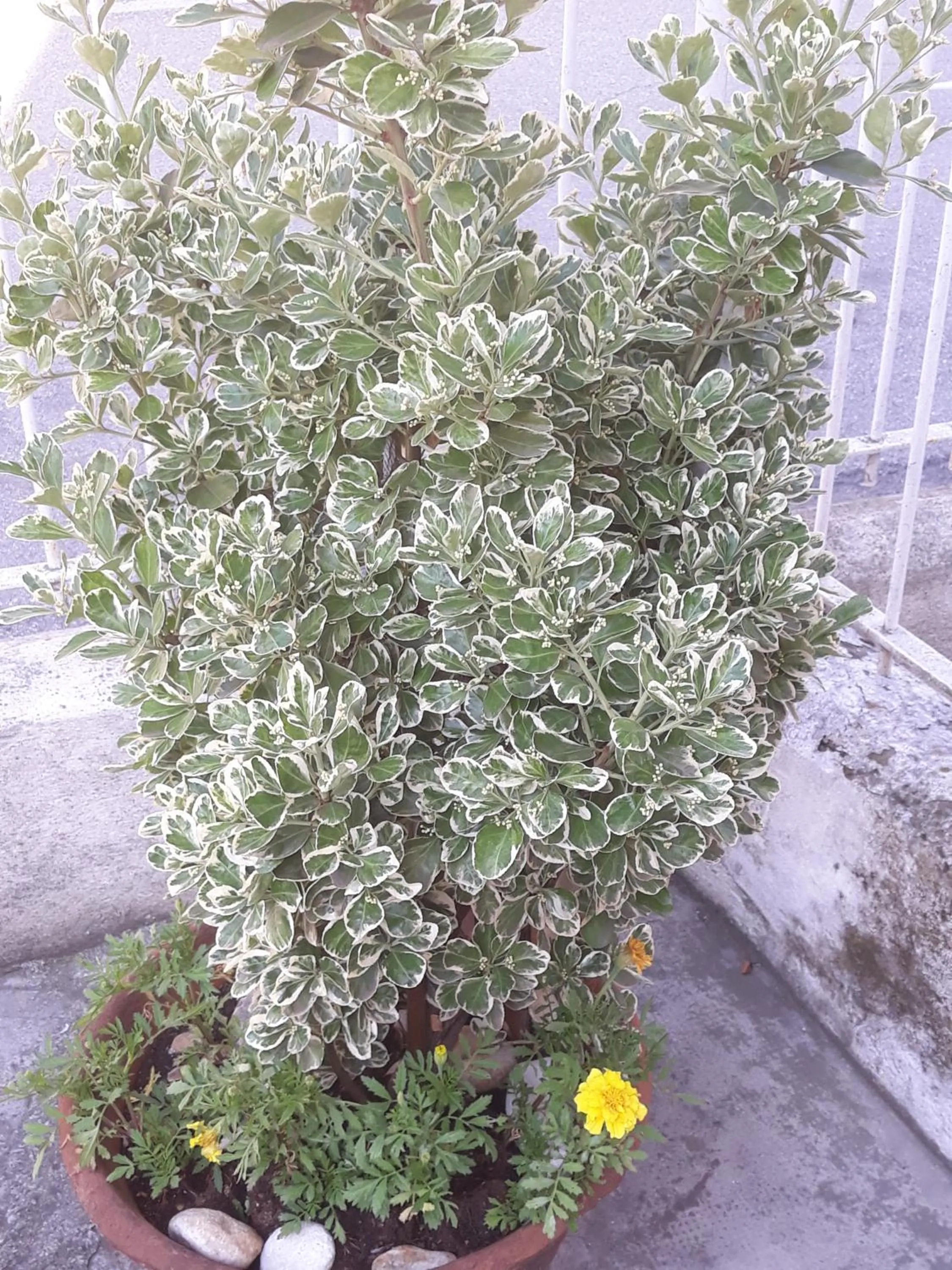 Facade/entrance in Venice Best Vacation