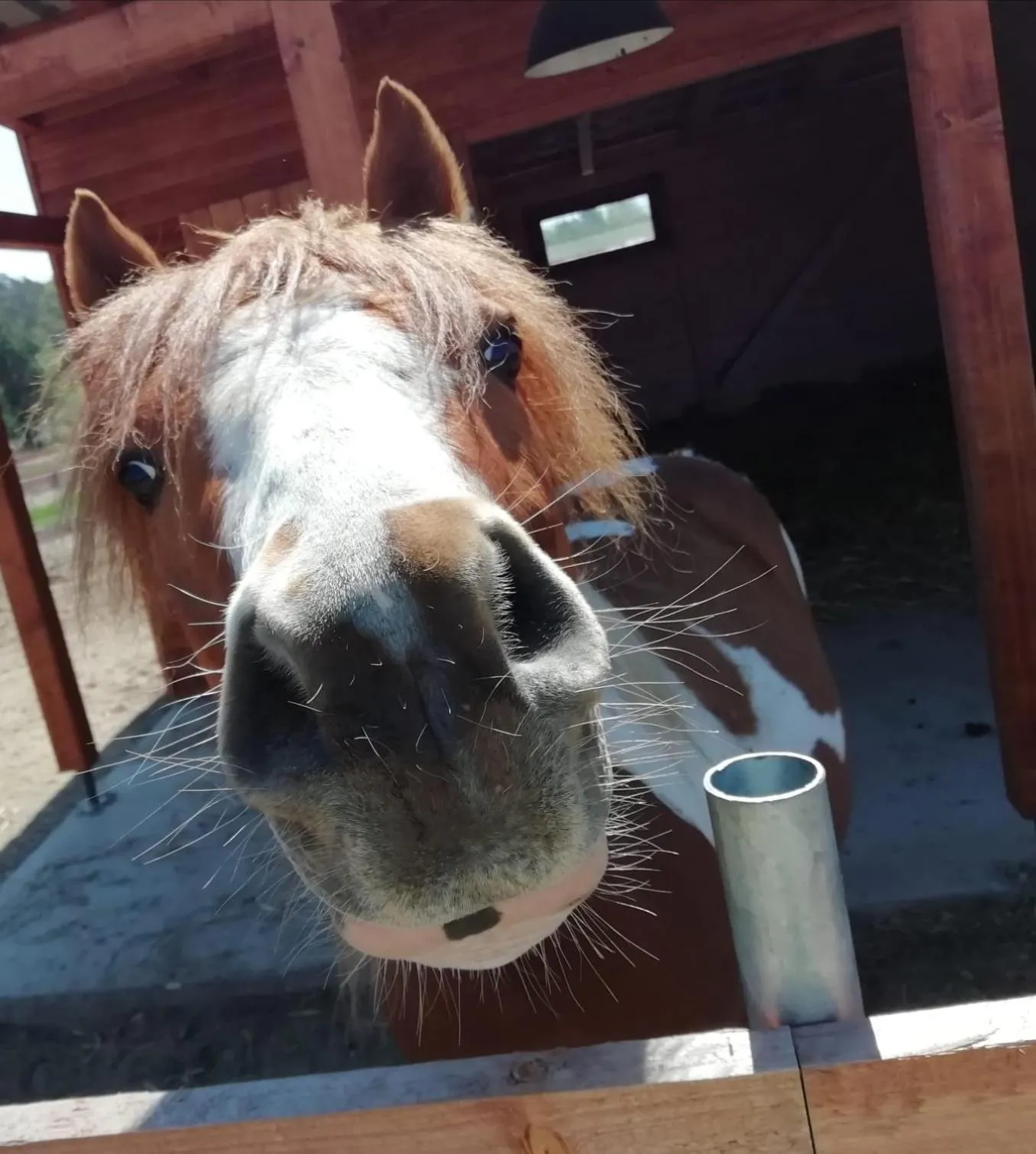 Horse-riding in Ferienpark Templin direkt neben der Naturtherme