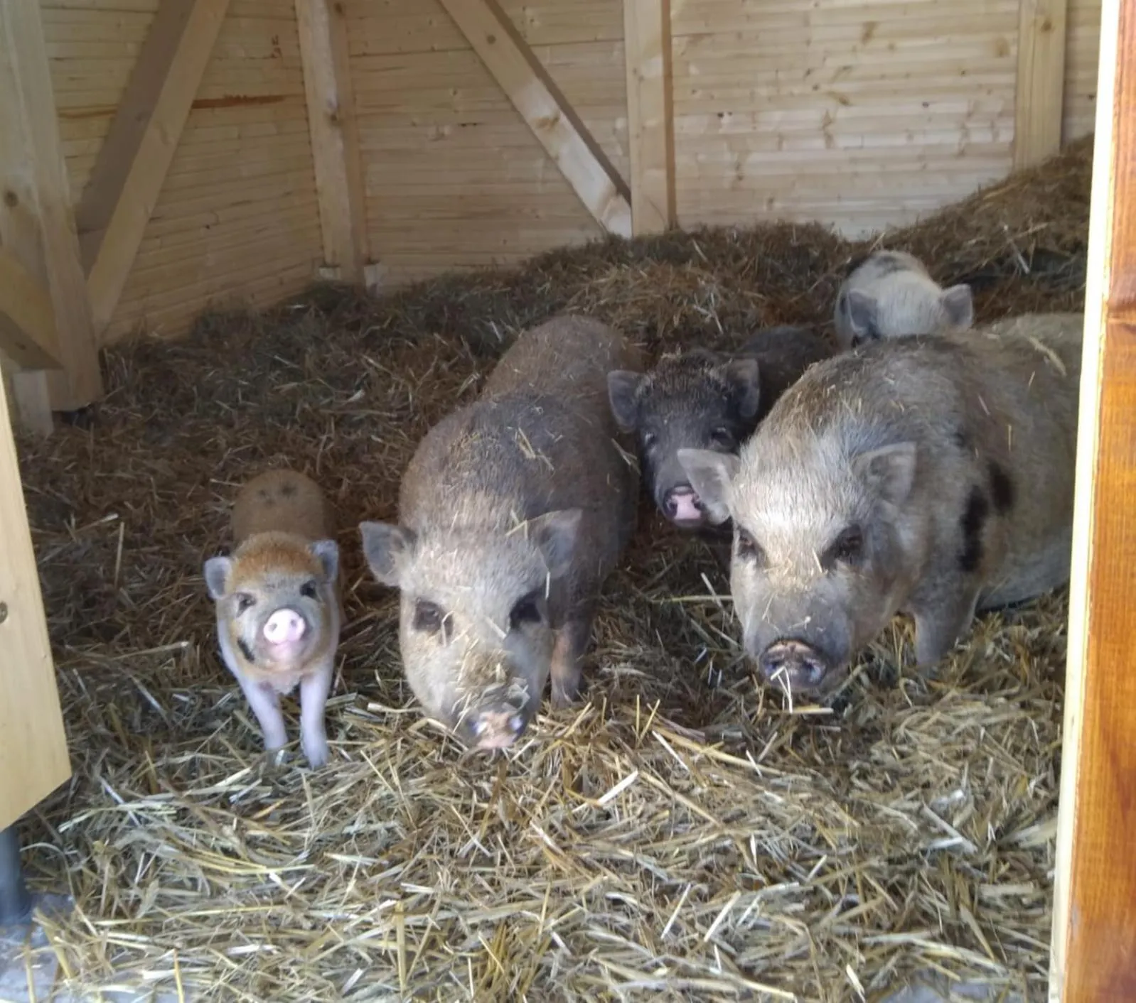 Pets in Ferienpark Templin direkt neben der Naturtherme