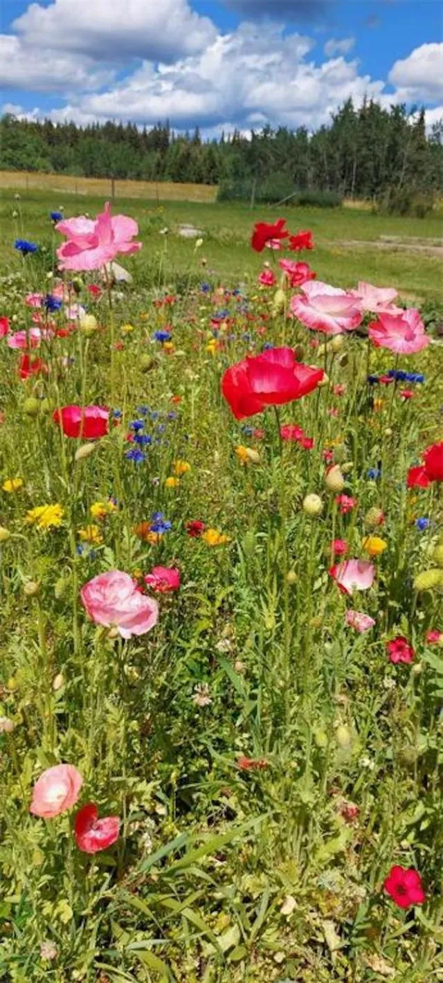 Garden in Cariboo Log Guest House