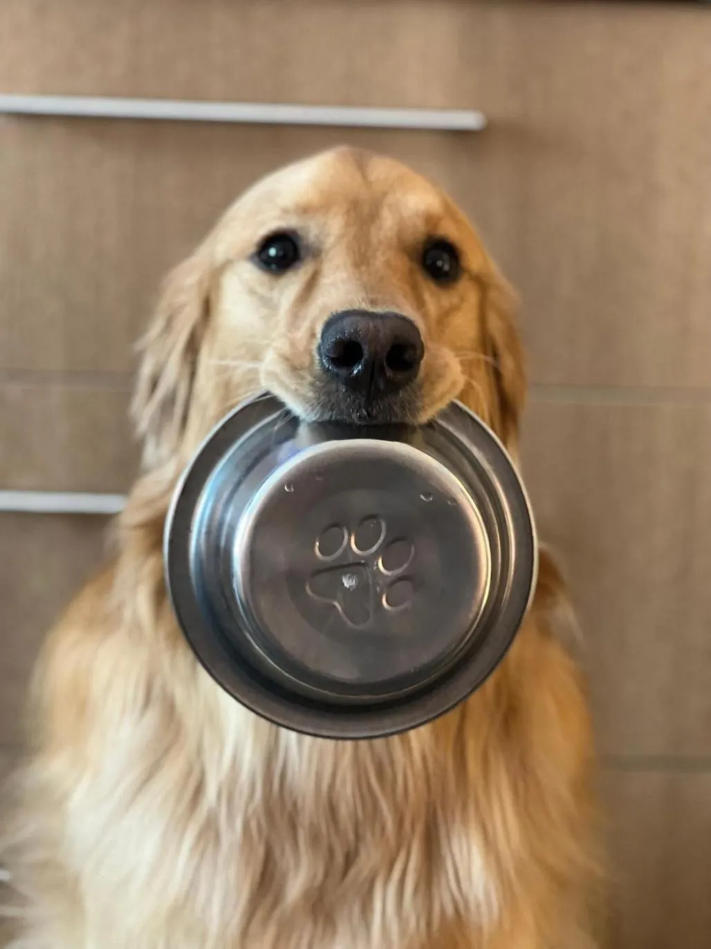 Pets in Hilton London Gatwick Airport