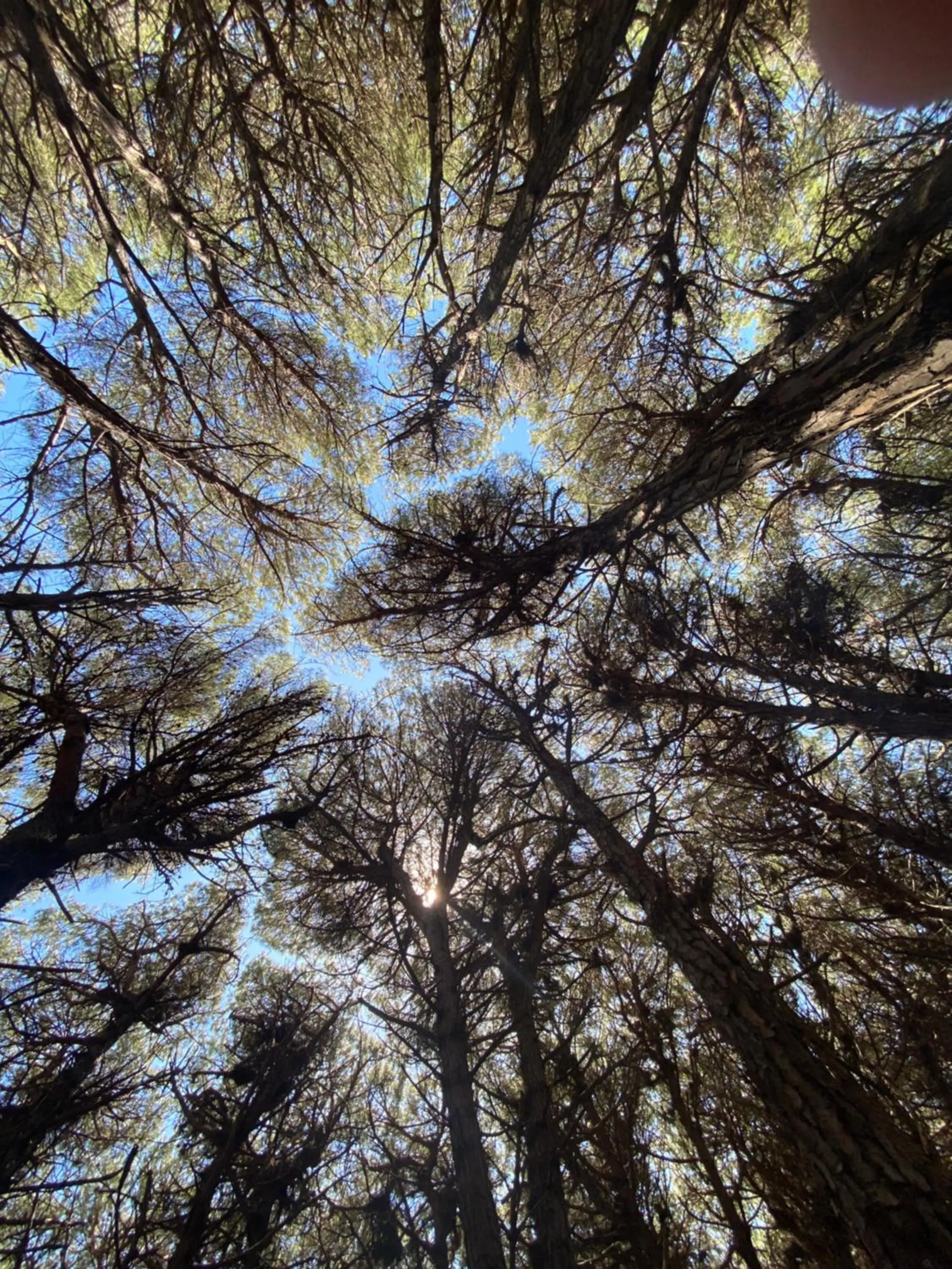 Natural landscape in Residence Altair - Serra degli Alimini
