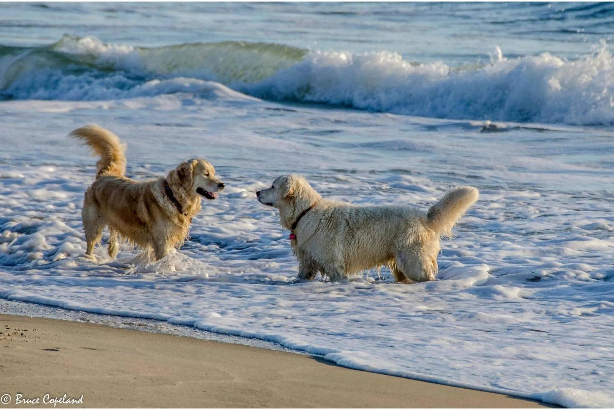 Doggone Perfect