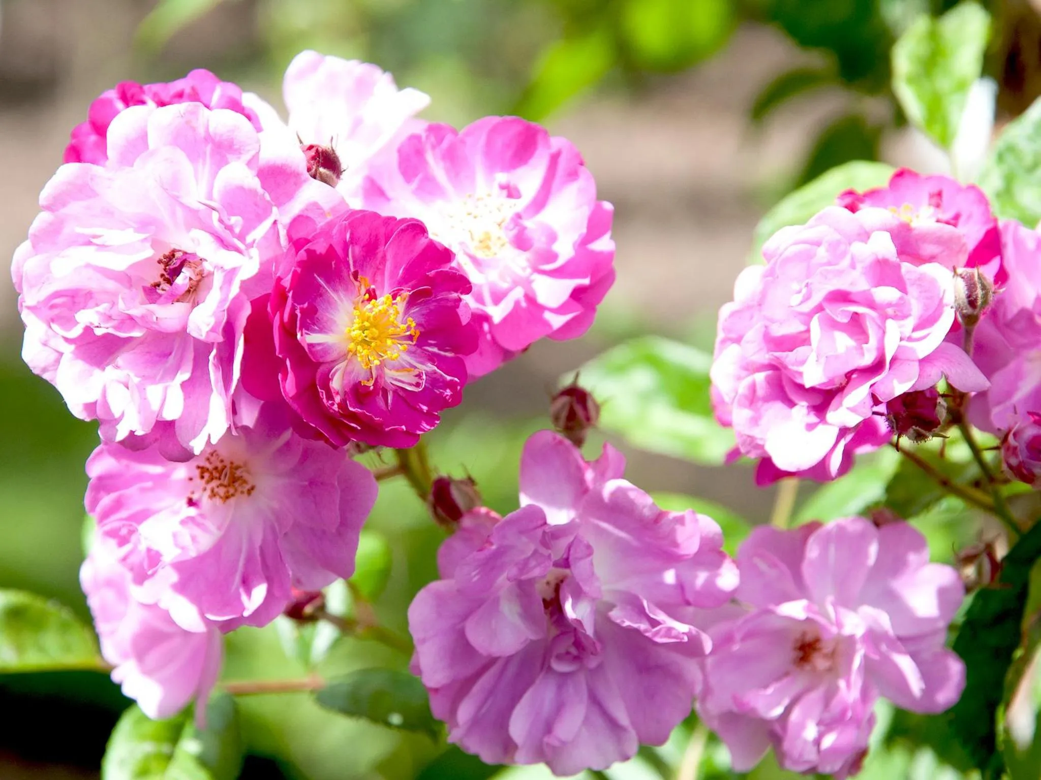 Garden in Amethyst Hotel Garni Lüneburg