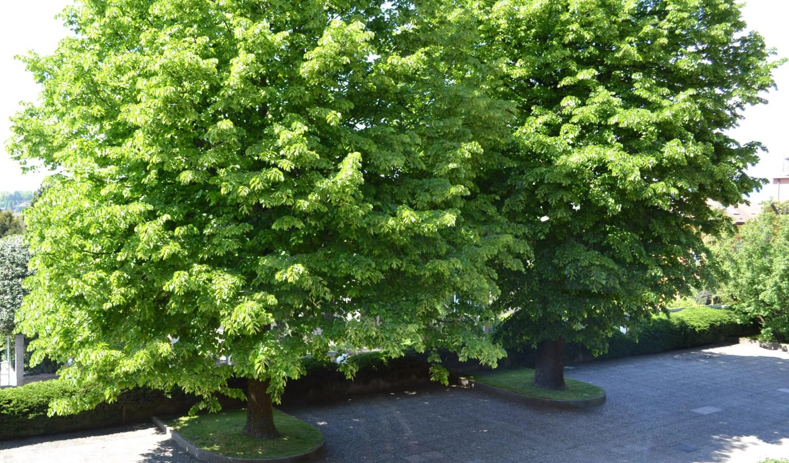 Day in Hotel Canturio