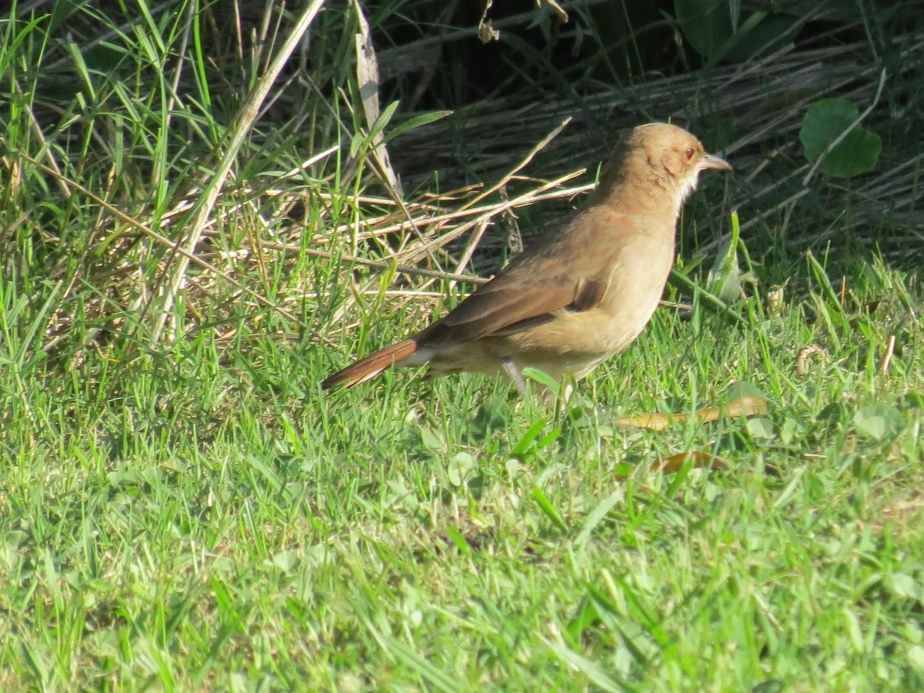 Animals in Bungalows Mexico